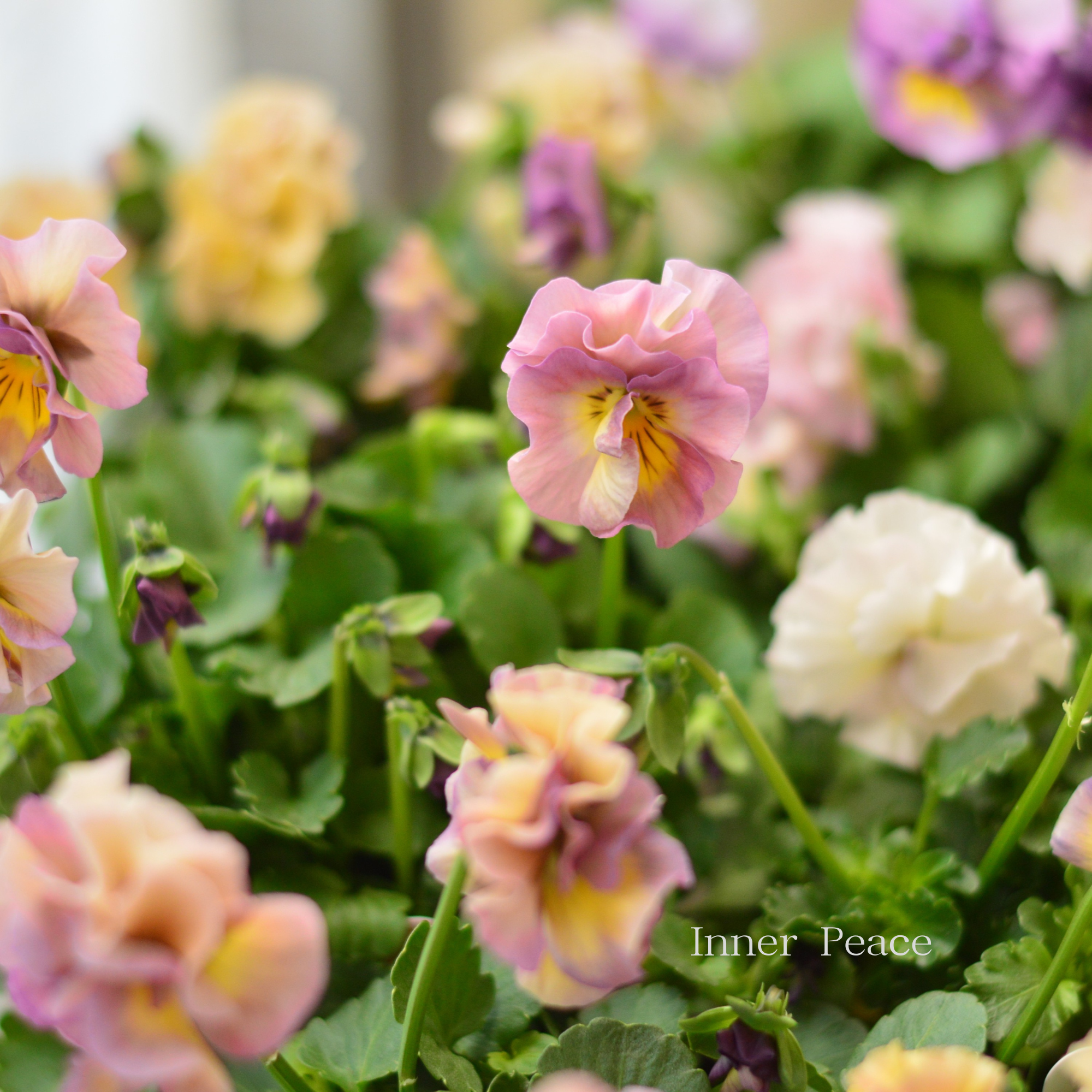 【ハルグリンさん】新品種 パンジー 『ジャーニー』 3寸POT