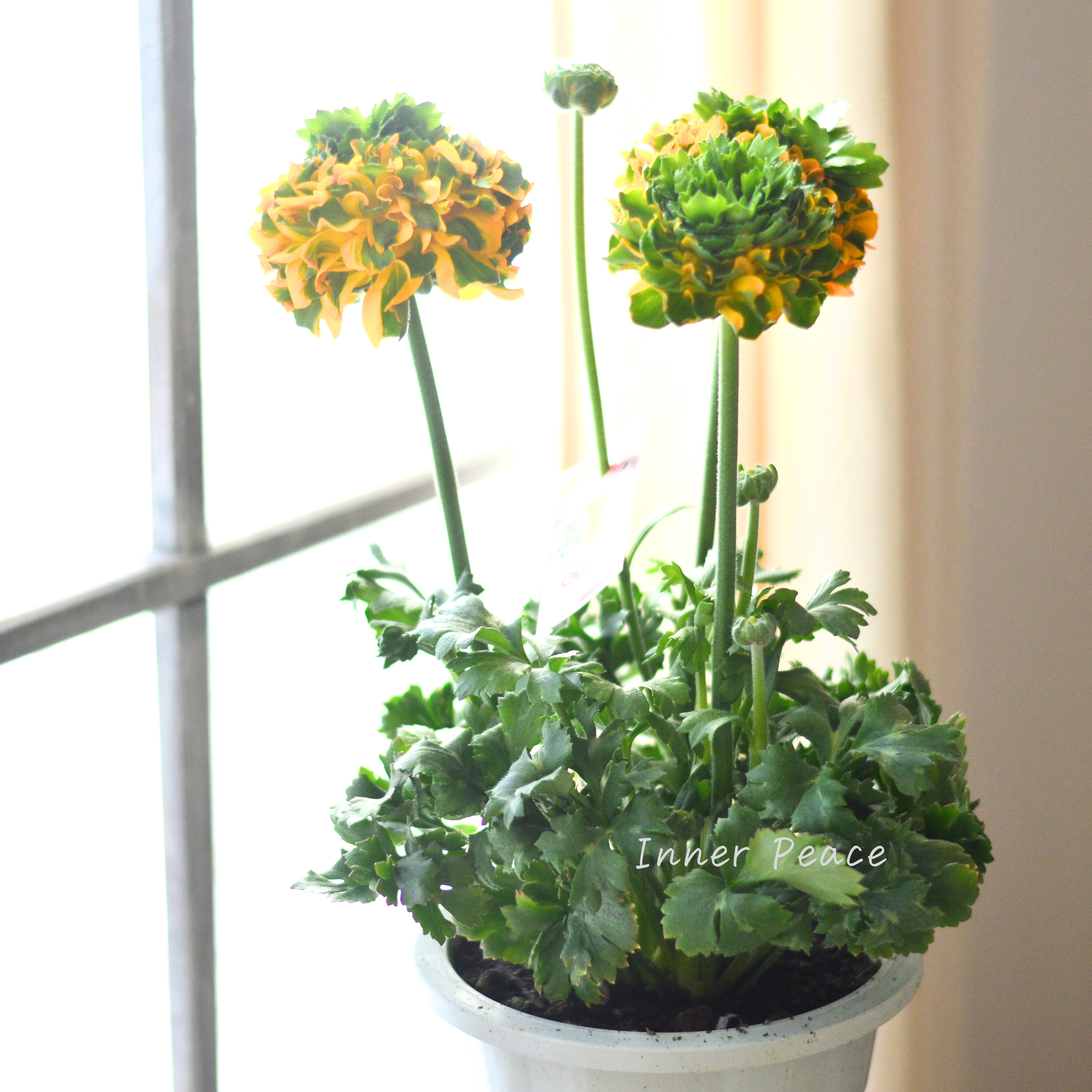 【希少】 ラナンキュラス・ポンポン 『メルリーノ』 5号鉢