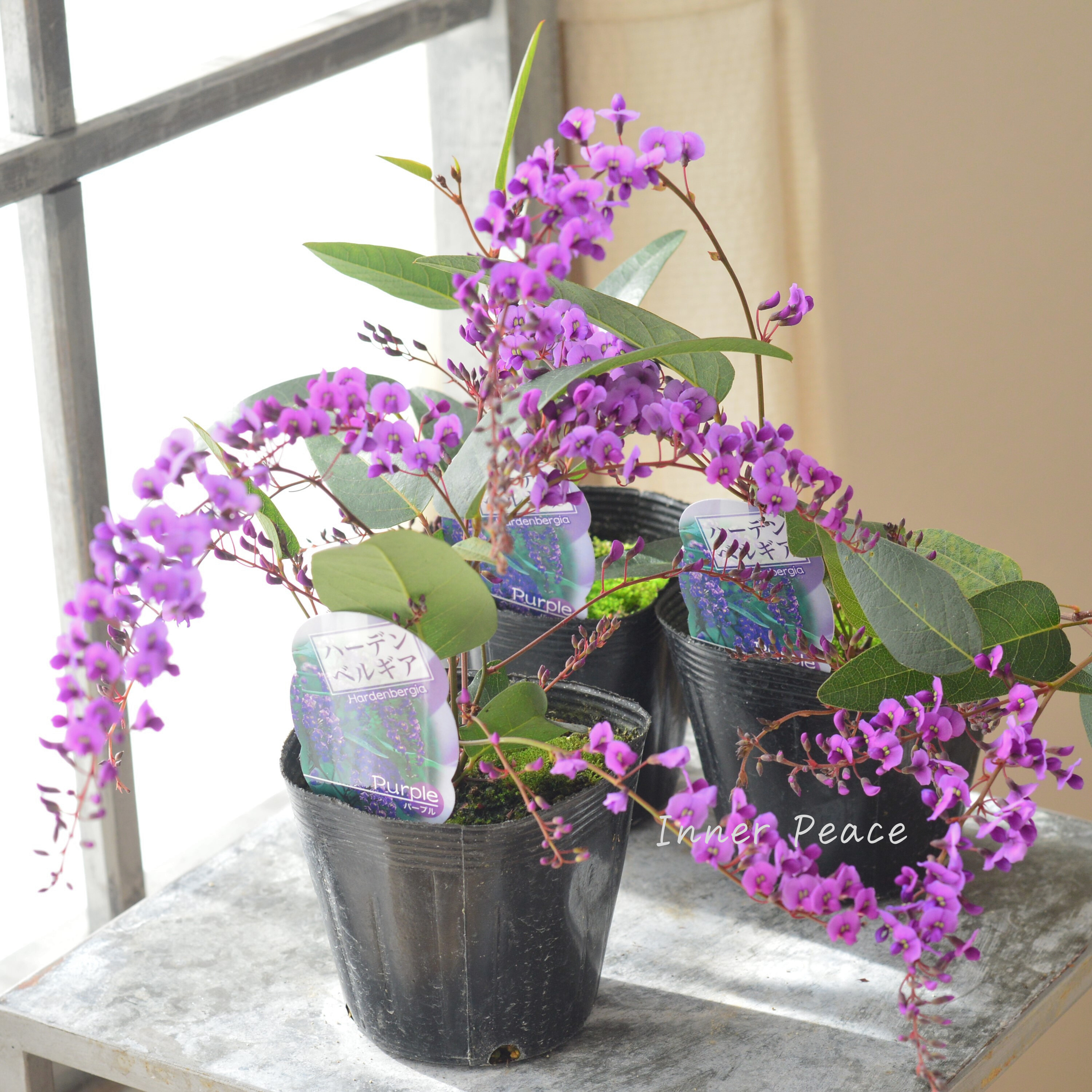 【美しい】 ハーデンベルギア 『パープル』 3.5寸POT