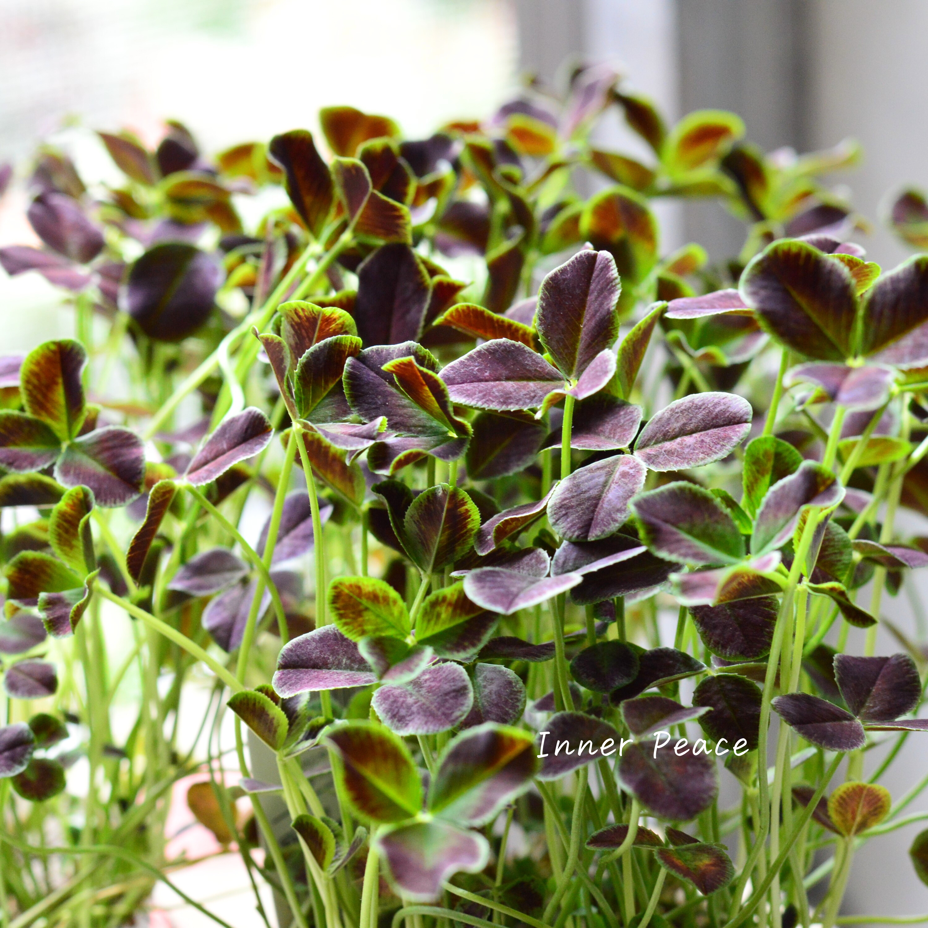 【ゲブラさん】 プリンセスクローバー 『ダークデビー』 2.5寸ロングPOT