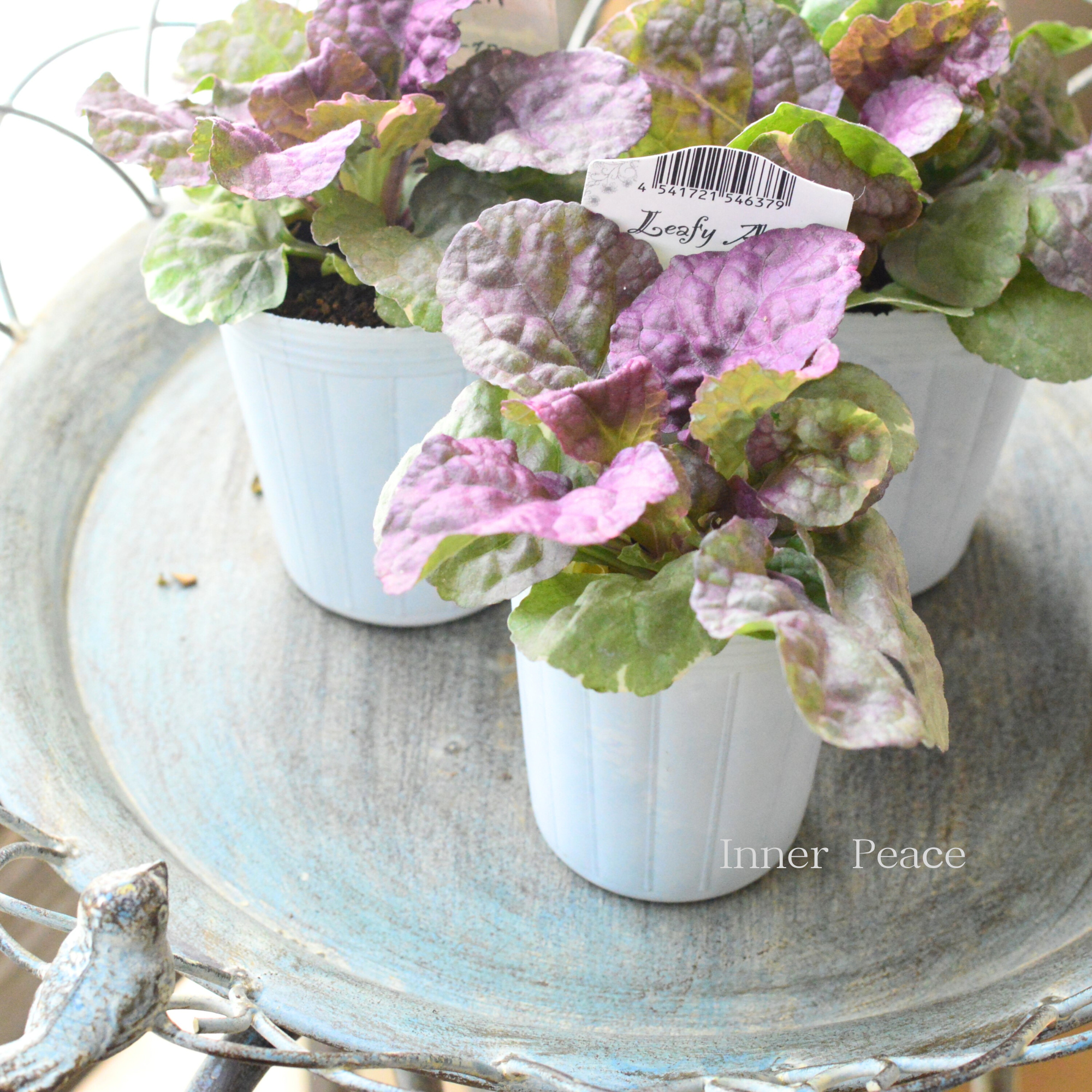 【宿根】 アジュガ 『バーガンディーグロー』 2.5寸ロングPOT