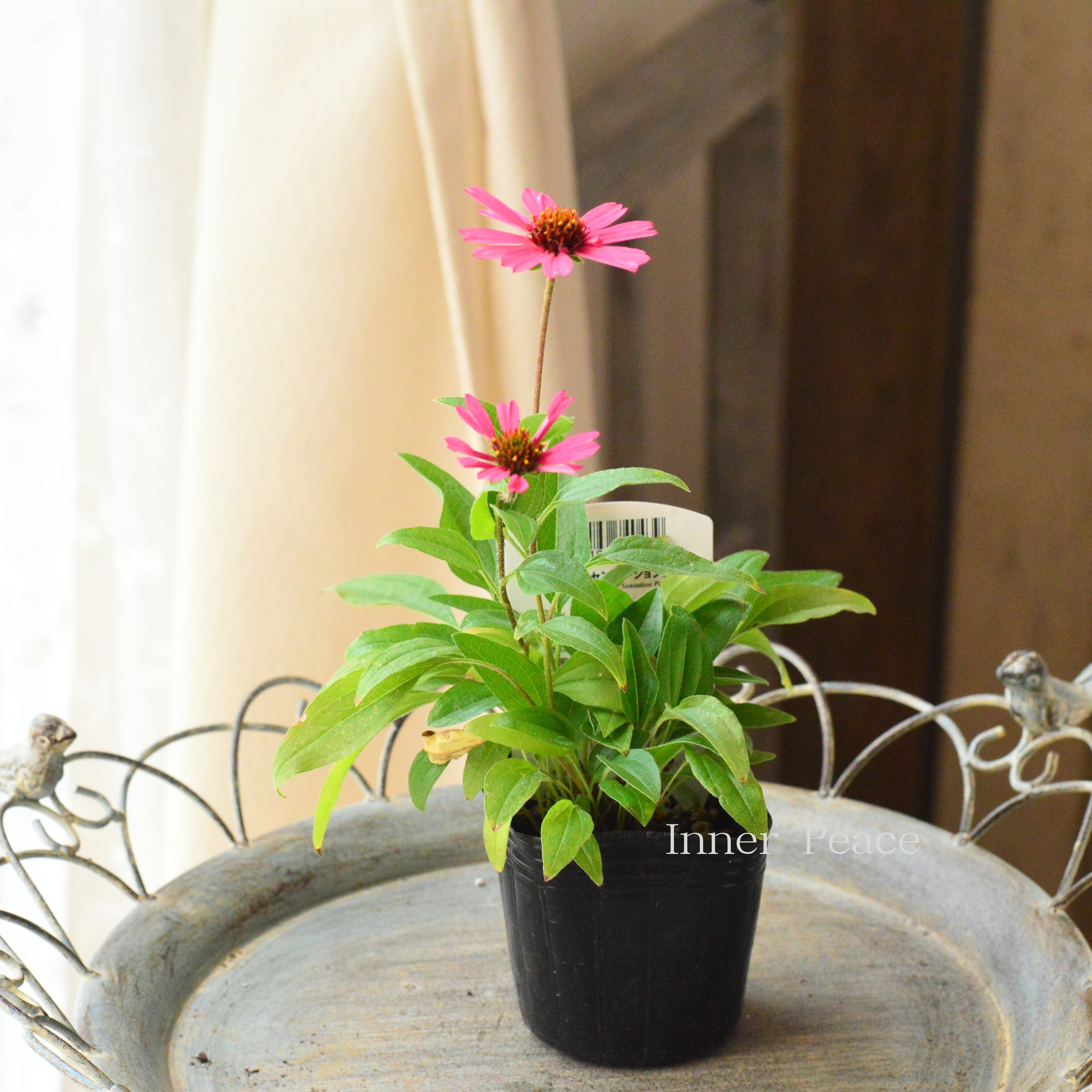 【暑さ寒さに強い】 エキナセア 『センセーションピンク』 3寸POT