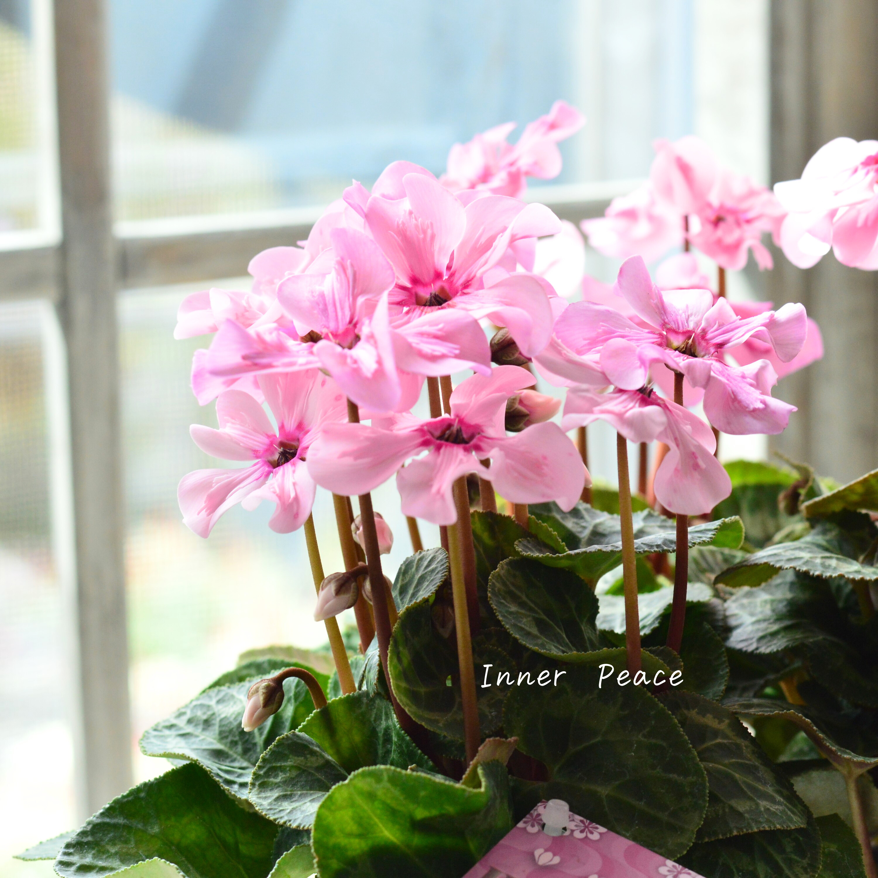 【新品種】 ミニシクラメン 『イリュージア・ピンクラテ』 3寸硬質POT