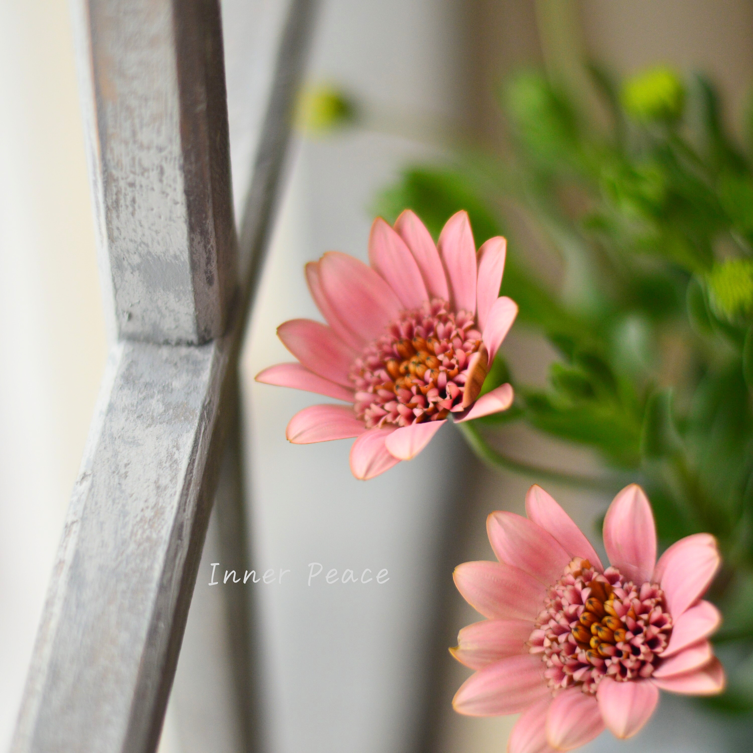 【ゲブラさん】 オステオスペルマム 『桜子』 3.5寸POT