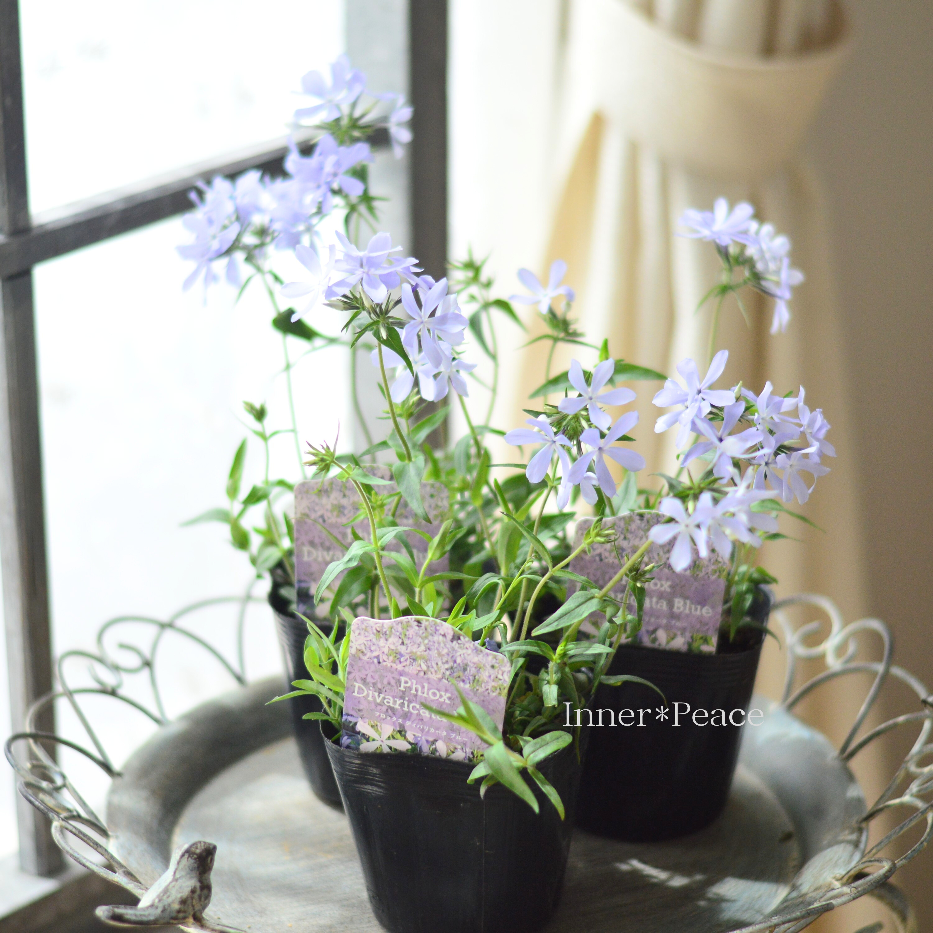 【宿根草】 フロックス 『ディバリガータ・ブルーパフューム』 3寸POT