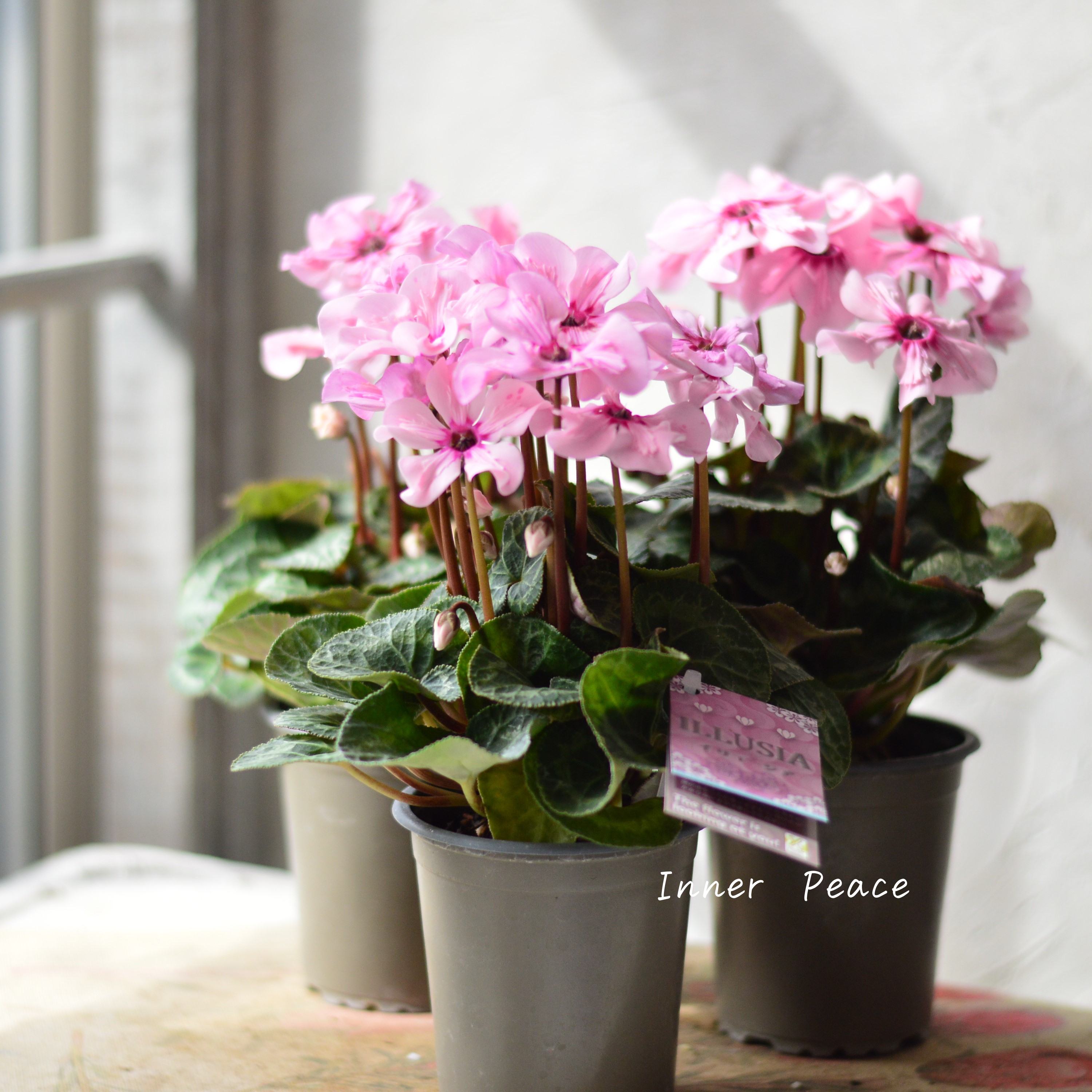 【新品種】 ミニシクラメン 『イリュージア・ピンクラテ』 3寸硬質POT