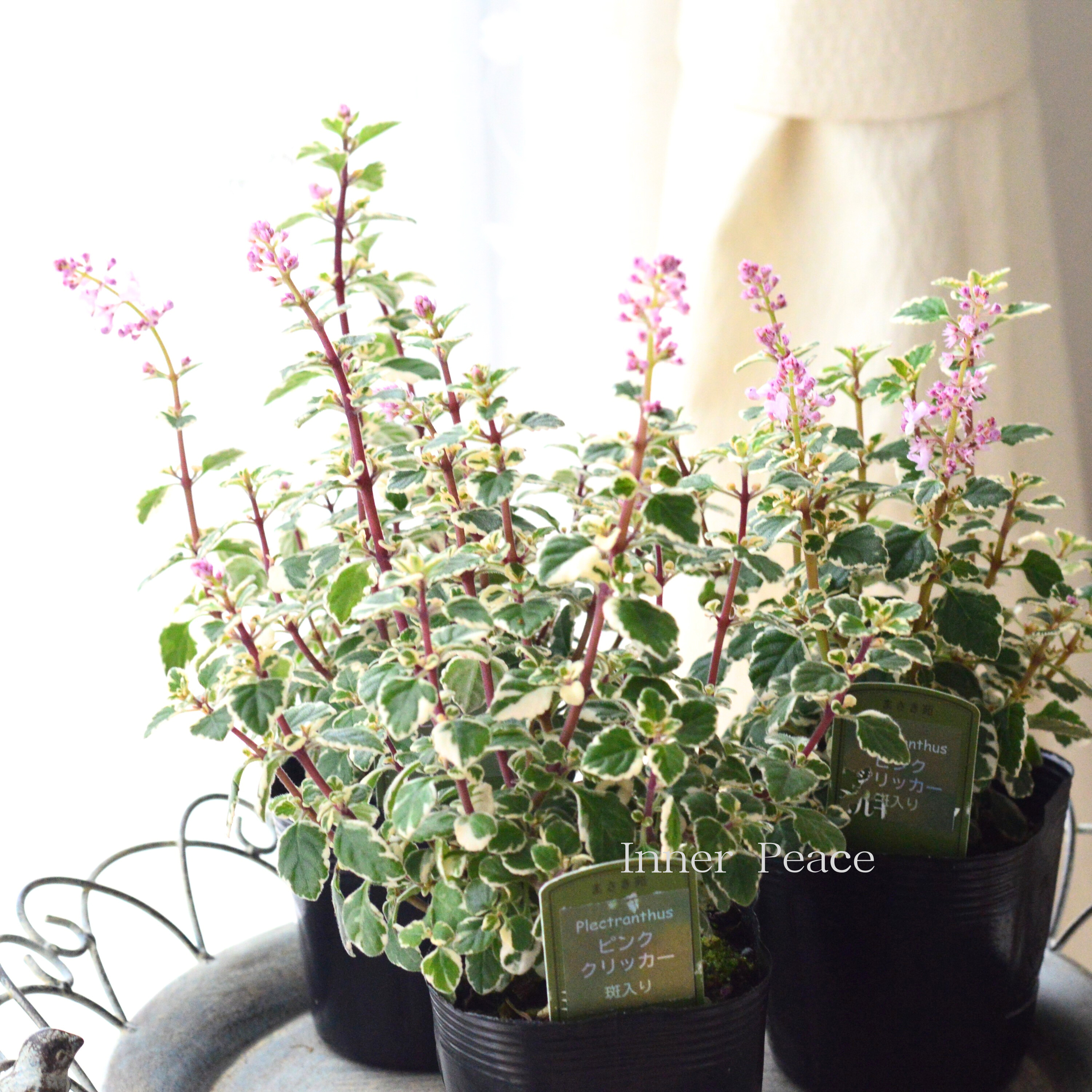 【美しい】 プレクトランサス 『ピンククリッカー・斑入り』 3.5寸POT