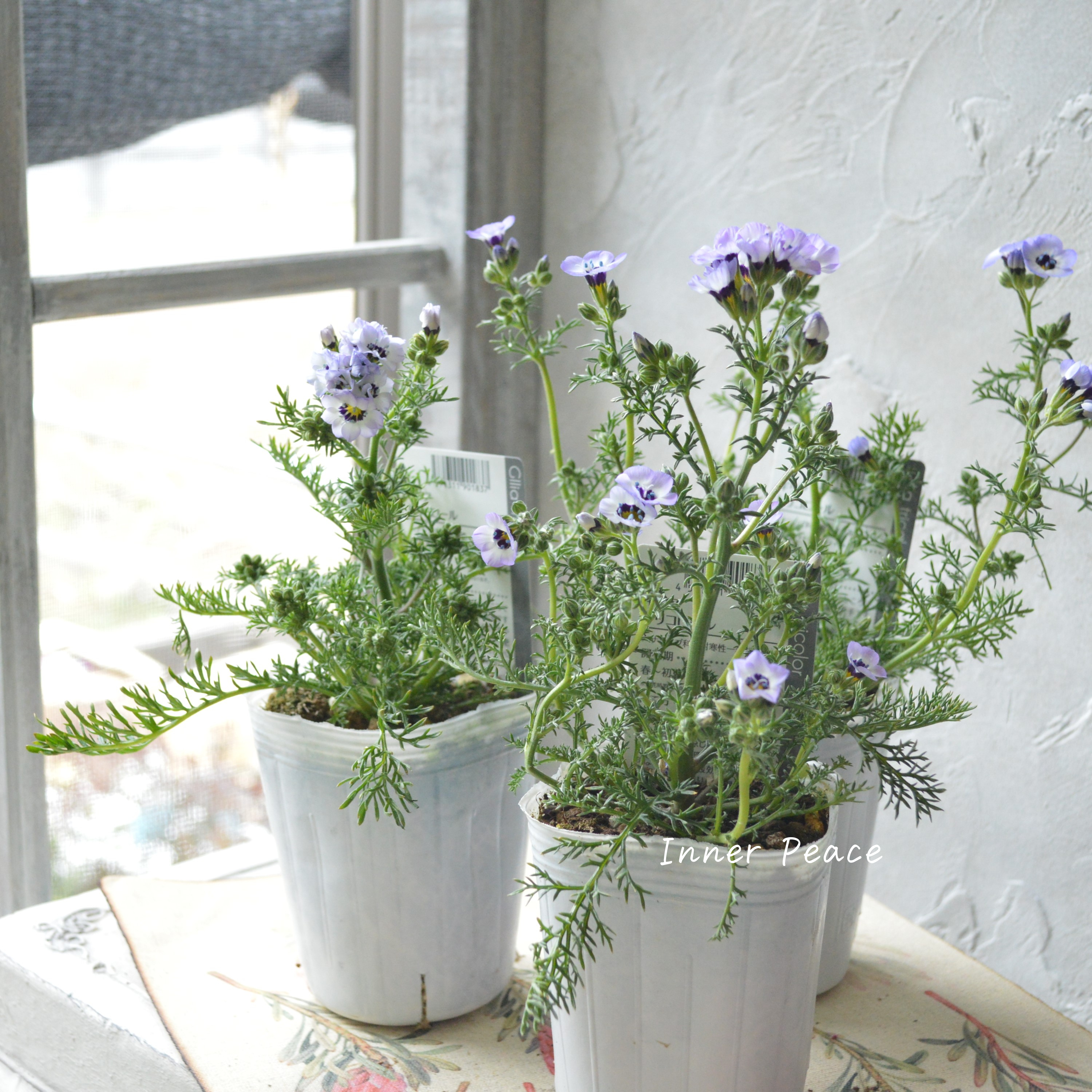 【美しい】 ギリア 『トリコロール』 3寸POT