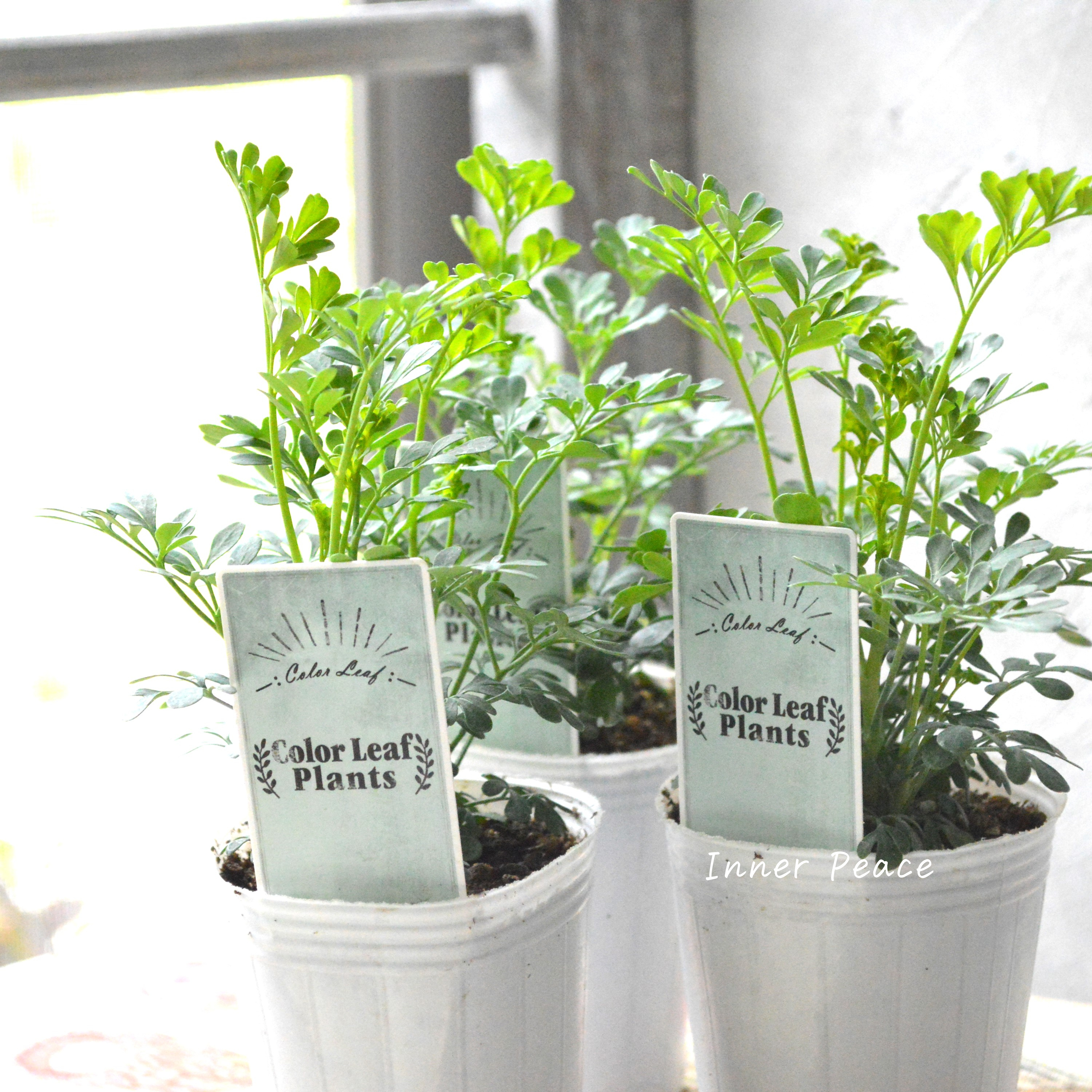 【常緑】 ガーデン・ルー 2.5寸POT