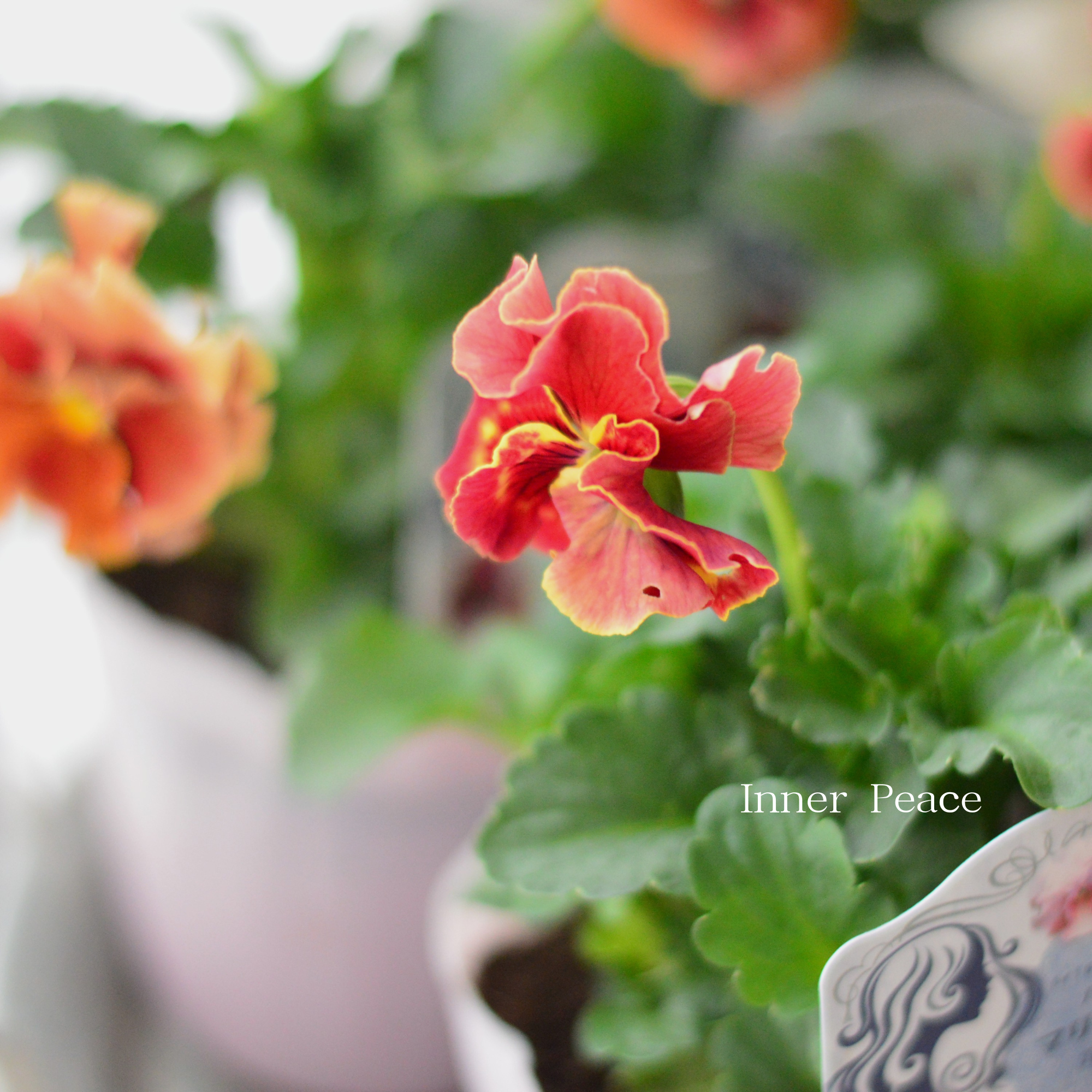 【うえたさん育種】 パンジー 『マリーリーン・A』 3.5寸POT