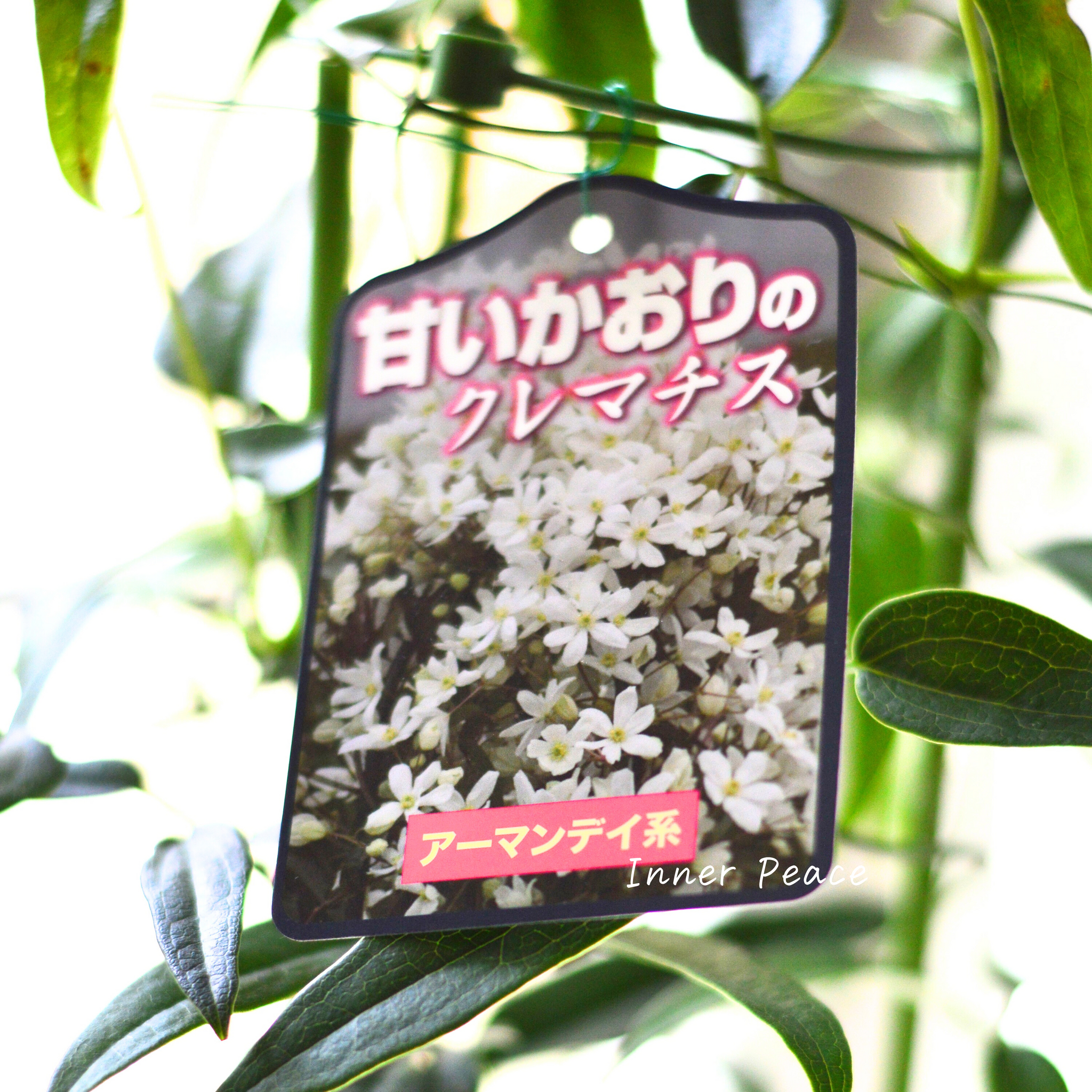 香る】 クレマチス(アーマンディ系) 『アップルブロッサム』 4.5寸POT 香る】 クレマチス(アーマンディ系) 『アップルブロッサム』 4.5寸POT