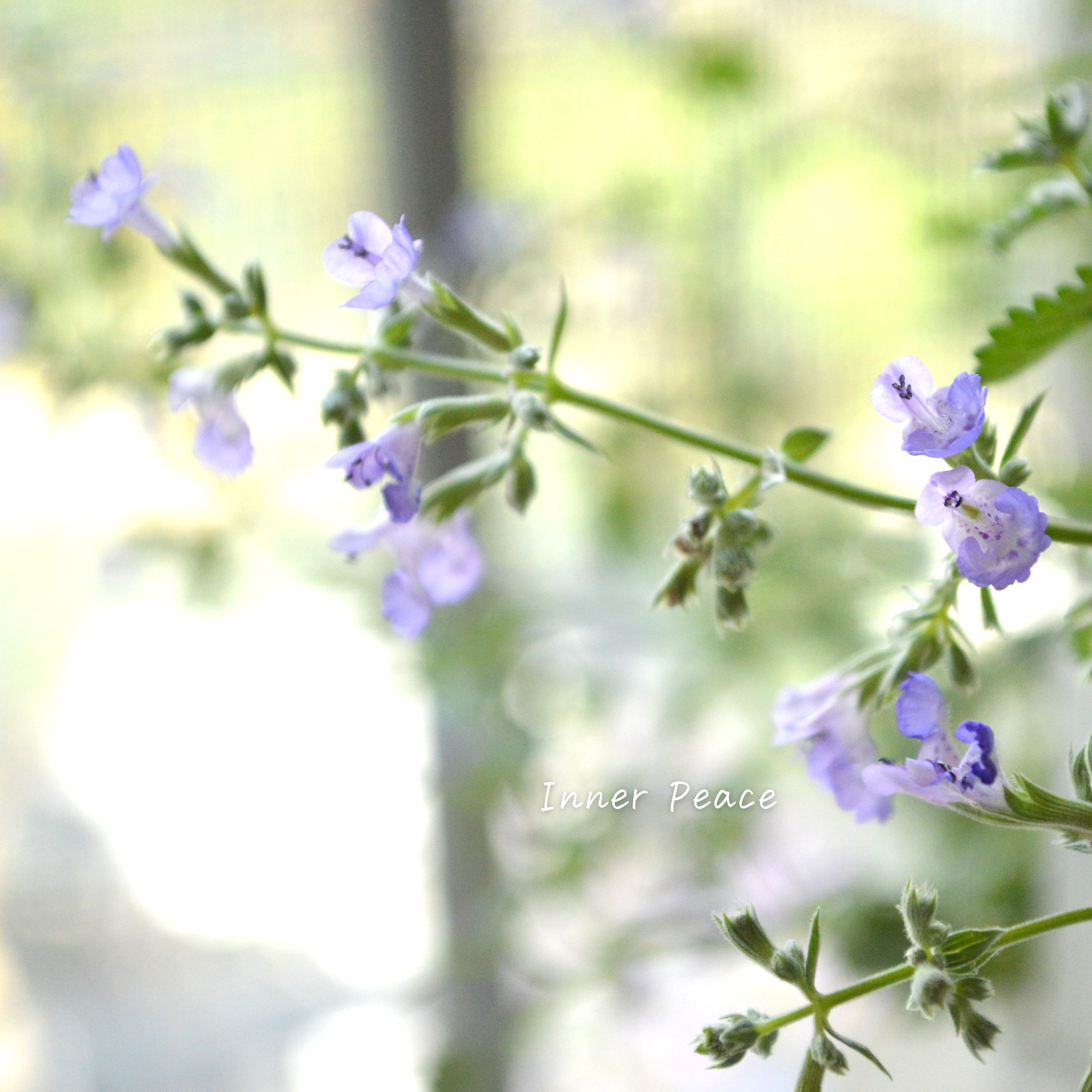 【宿根】 カラミンサ 『薄パープル』 2.5寸POT