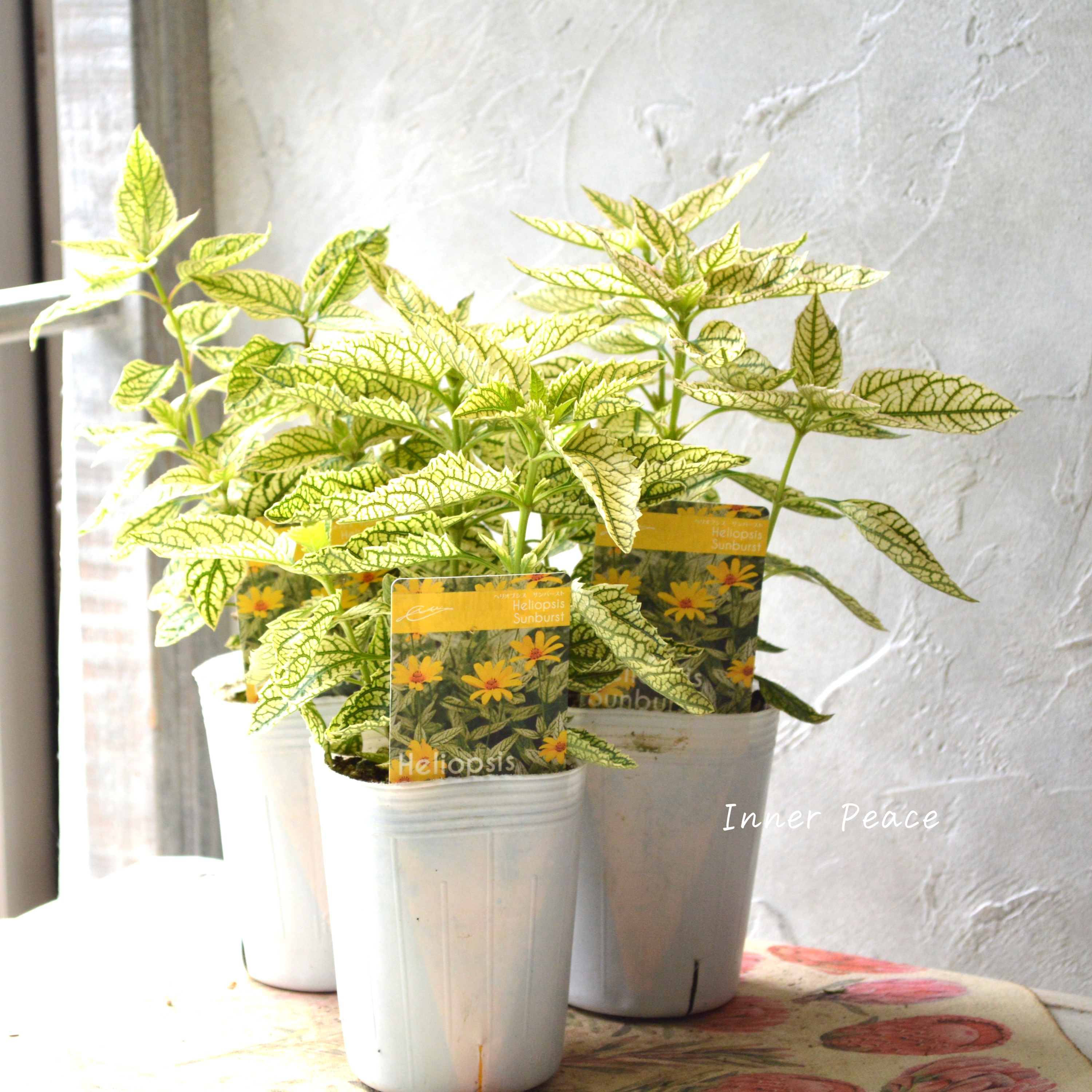 【開花期が長い】 ヘリオプシス 『サンバースト』 3寸POT