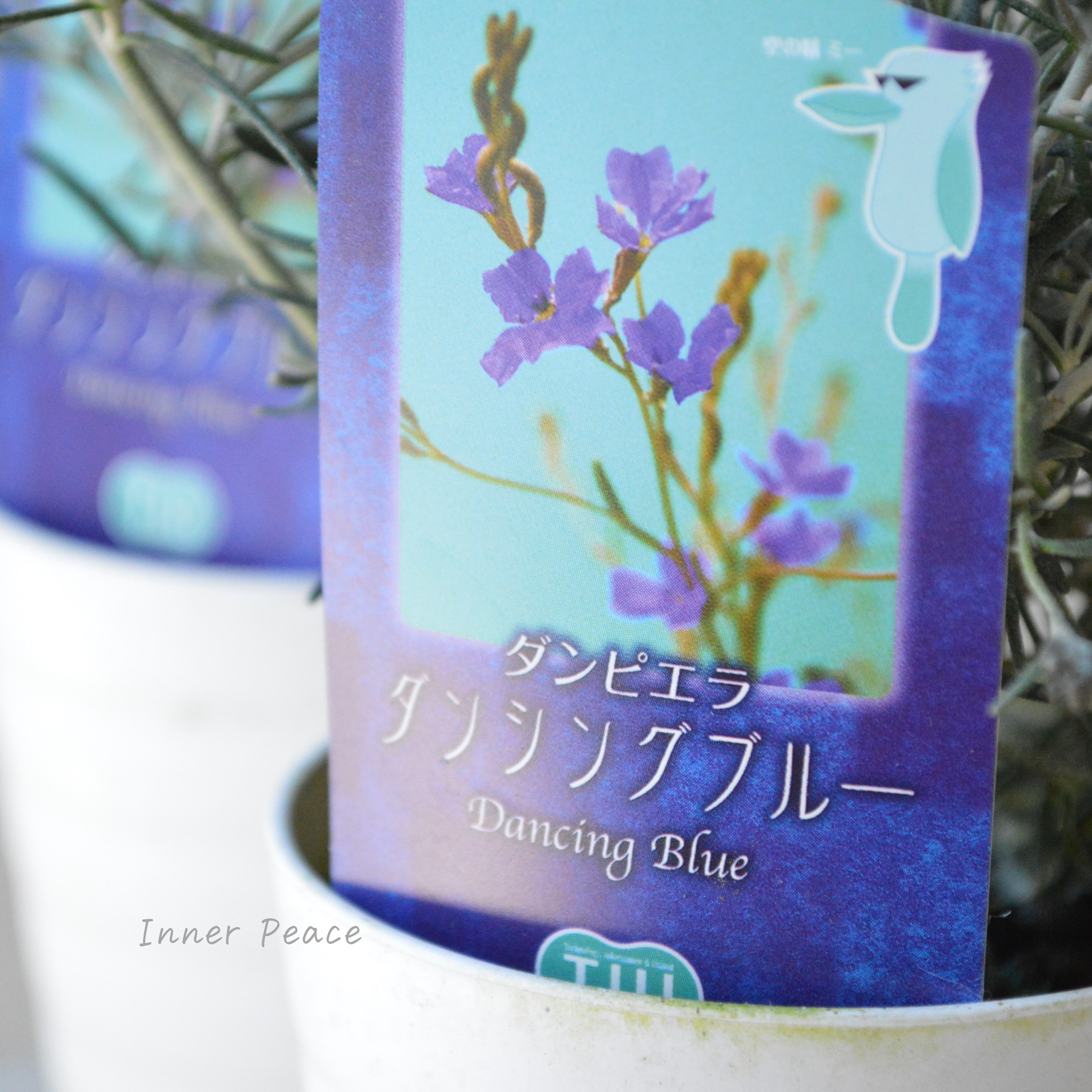 【美しい】 ダンピエラ 『ダンシングブルー』 3寸鉢