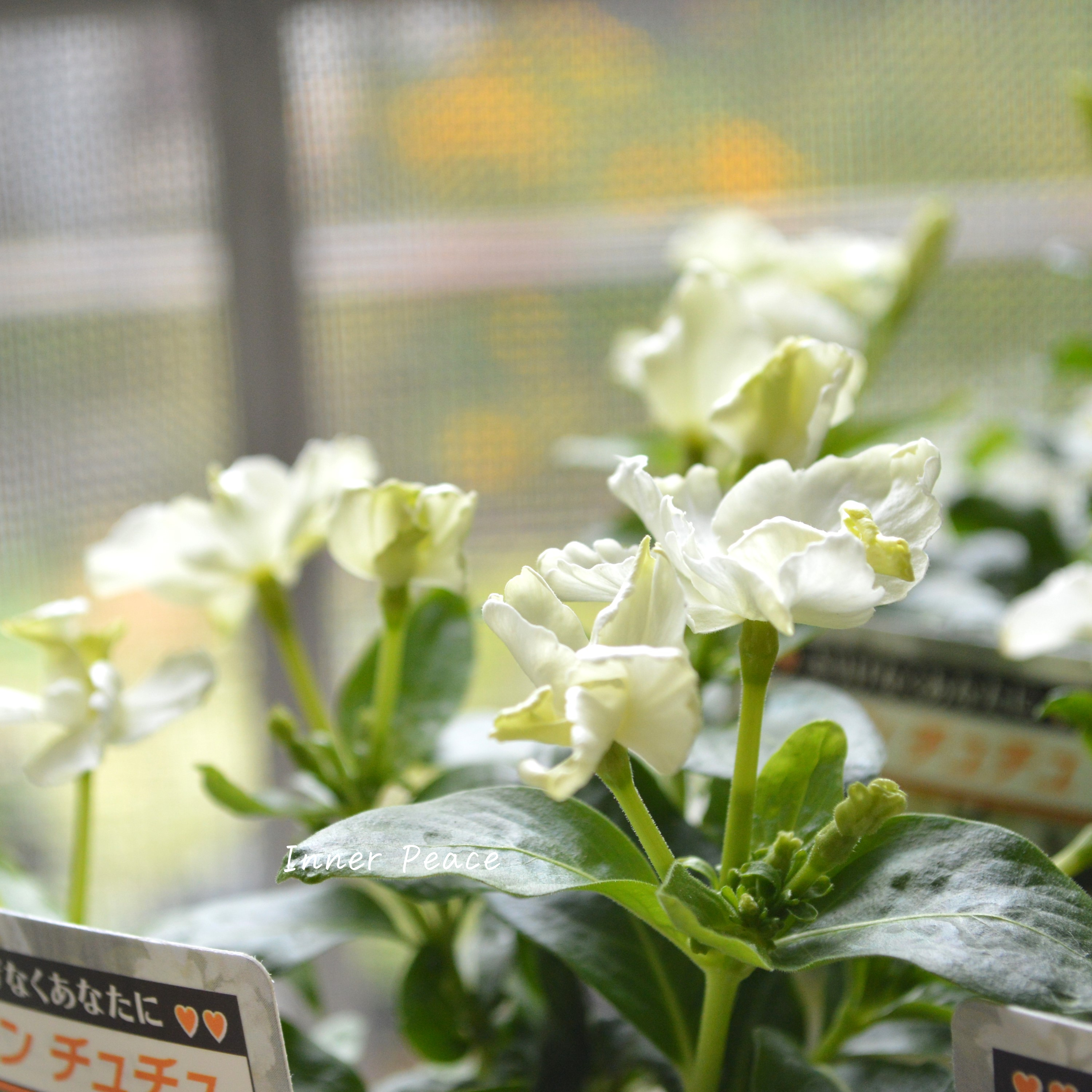 【北島園芸さん】 ニチニチソウ 『ムーンチュチュ』 3.5寸POT