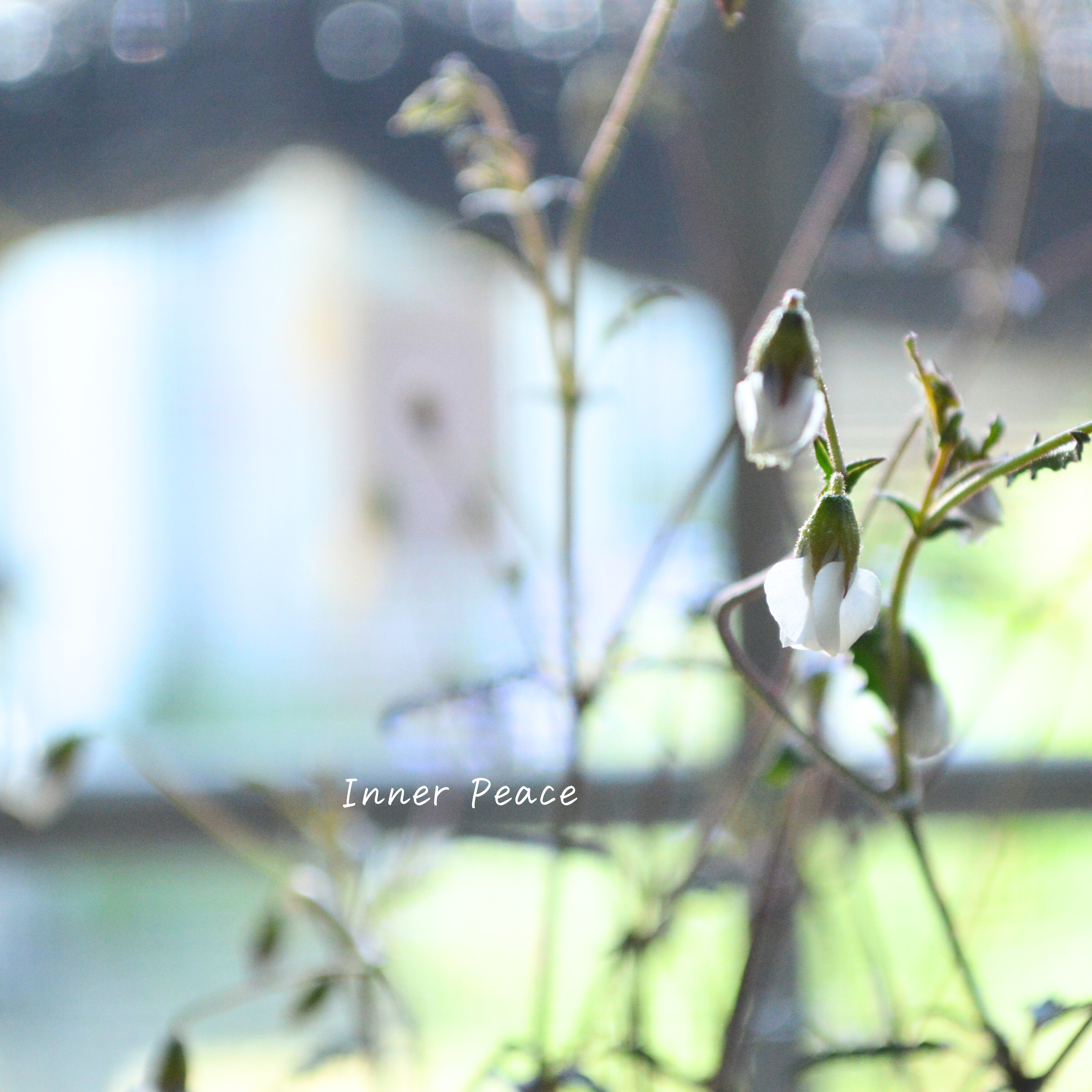 Sale! 【個性的】 ハーマニアコッコカーパ 3寸POT