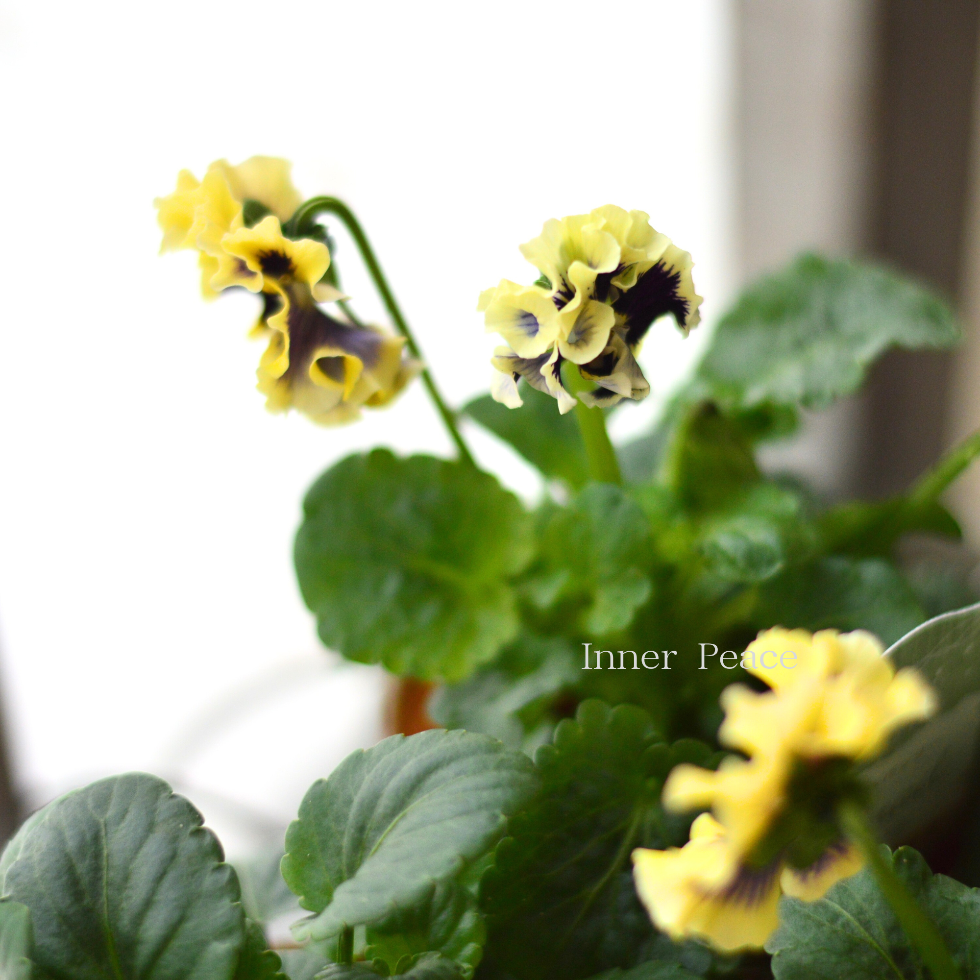 【素敵】 パンジー 『コライユ・ステムロング カスタードベリー』 3寸ロングPOT