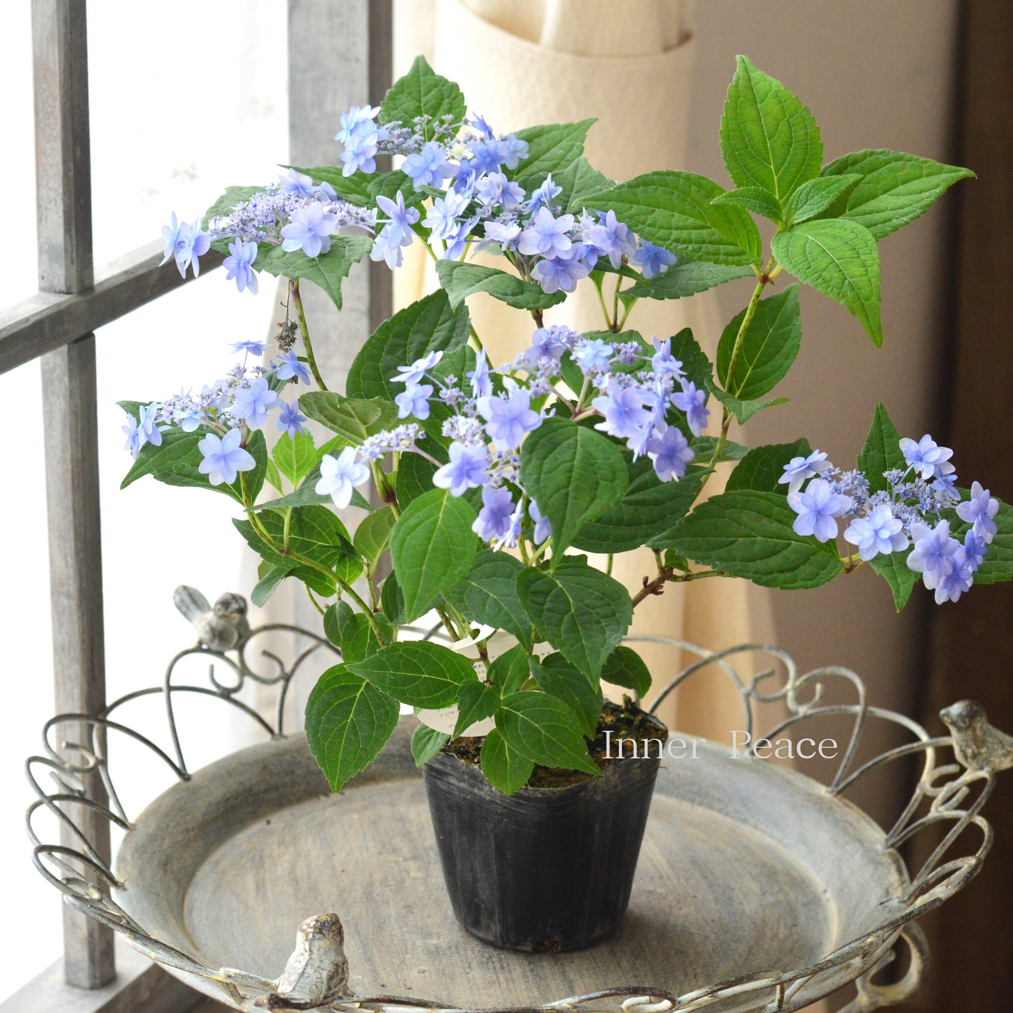 お値下げしました❣️美品　フランシスコ　ボッシュ　中庭　パステル　水彩他 楽天市場】天使のはね ランドセル ル・プチボア 2026 A4フラット