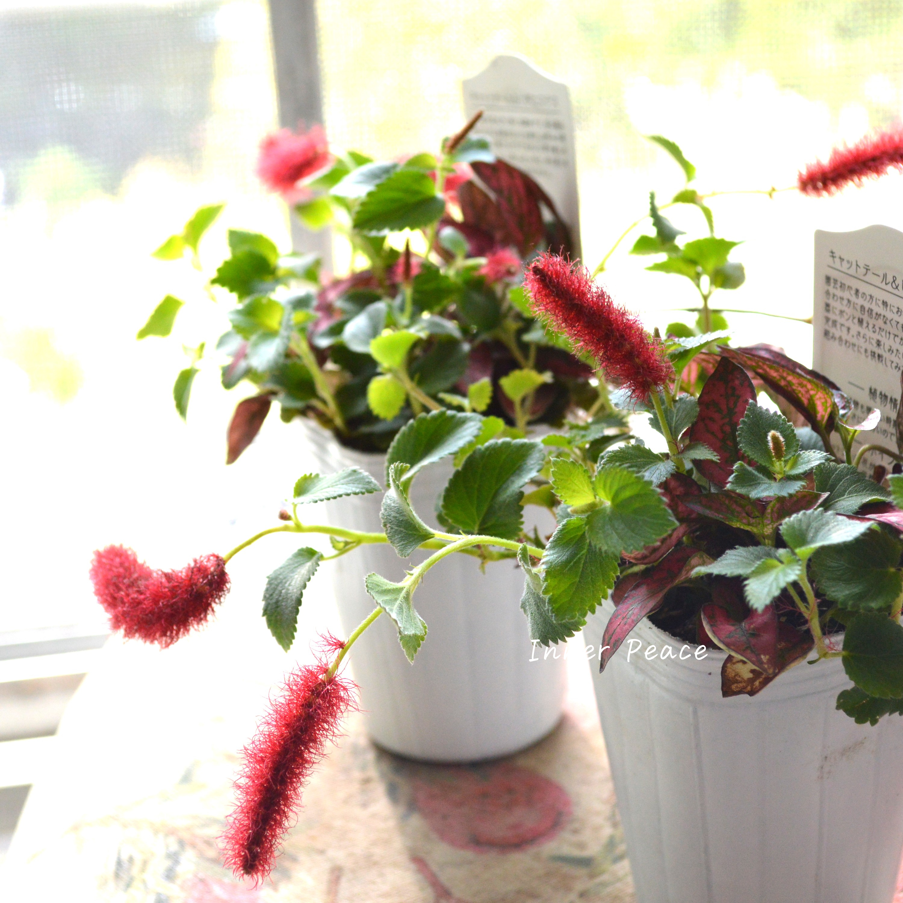 【寄せ植えに】 ヒポキャット(ヒポエステス赤+キャッツテール) 2.5寸ロングPOT