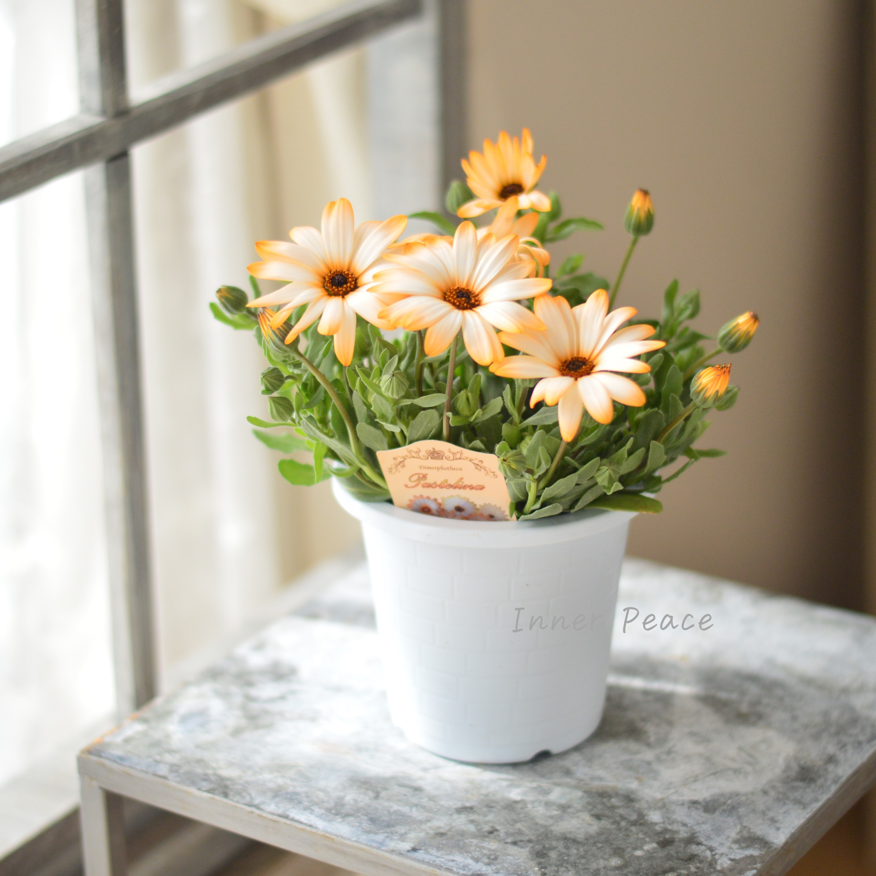 【春色】 ディモルフォセカ 『パステリーナ・オレンジ系』 4寸プラ鉢