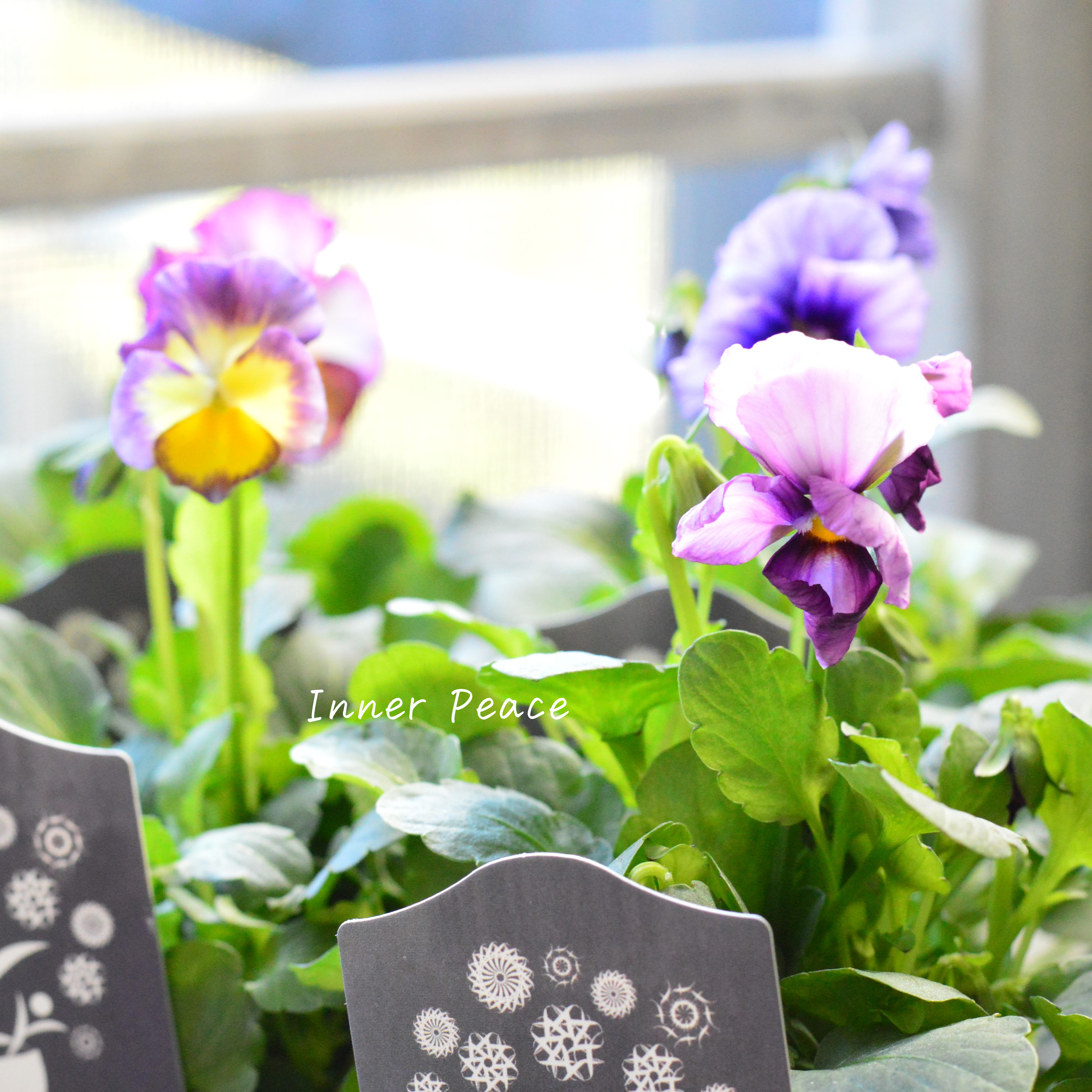 【希少】 ナラティブフラワーズさん試作品ビオラ 3寸ロングPOT