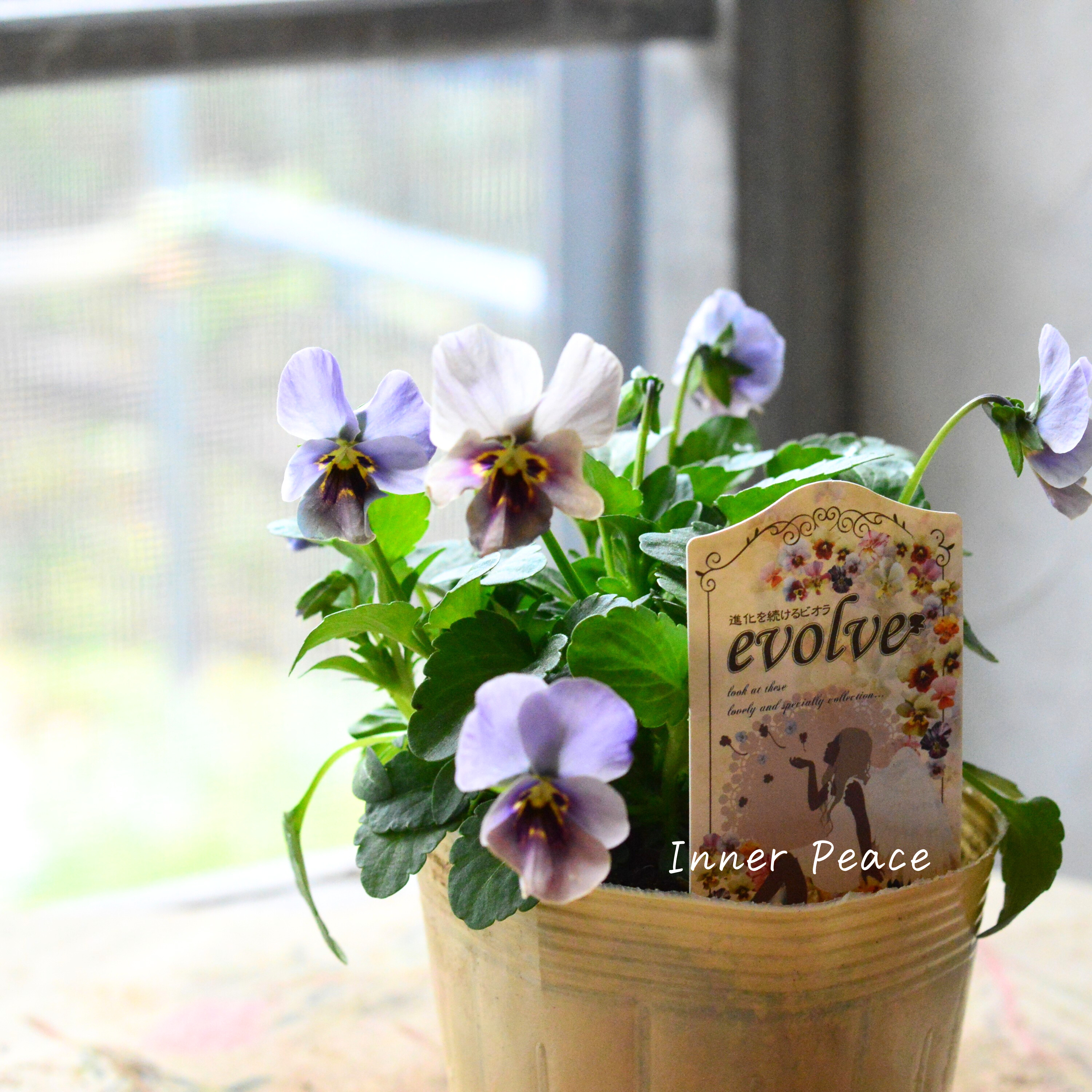 【美しい】 ビオラ 『evolve ~エボルベ~ 』 グレー系 3.5寸POT