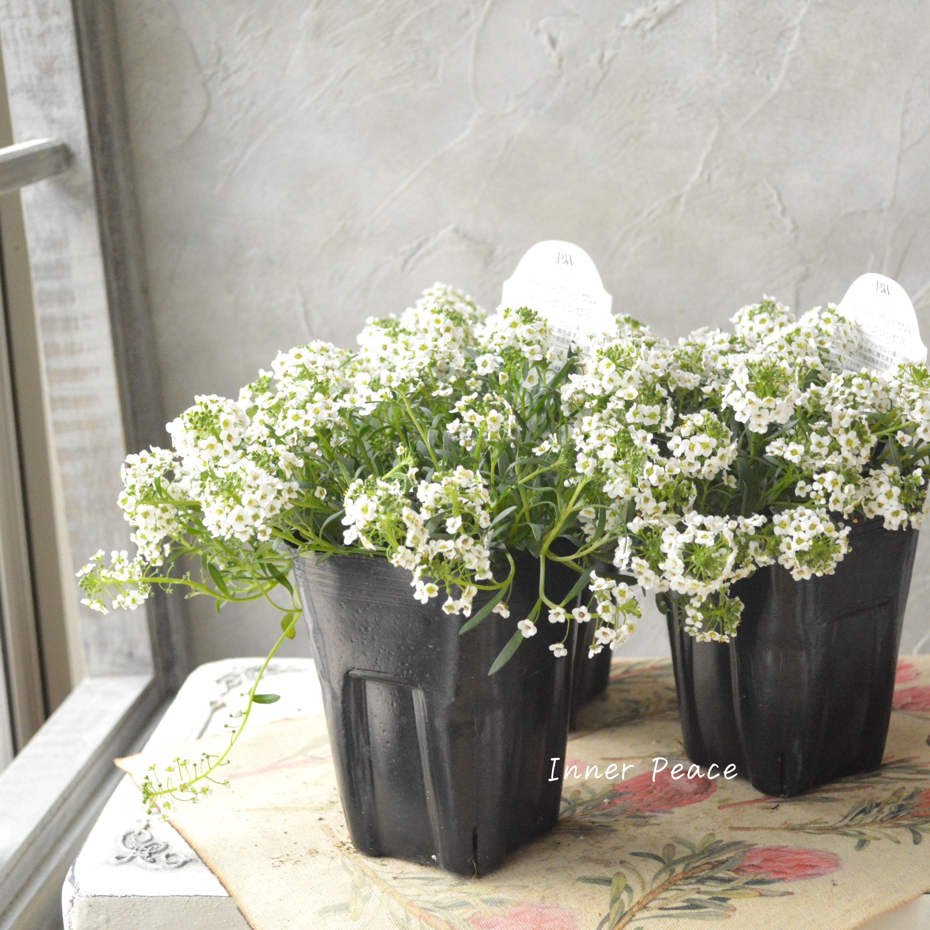 【PW】 Sale! スーパーアリッサム 『スノープリンセス』 3寸POT