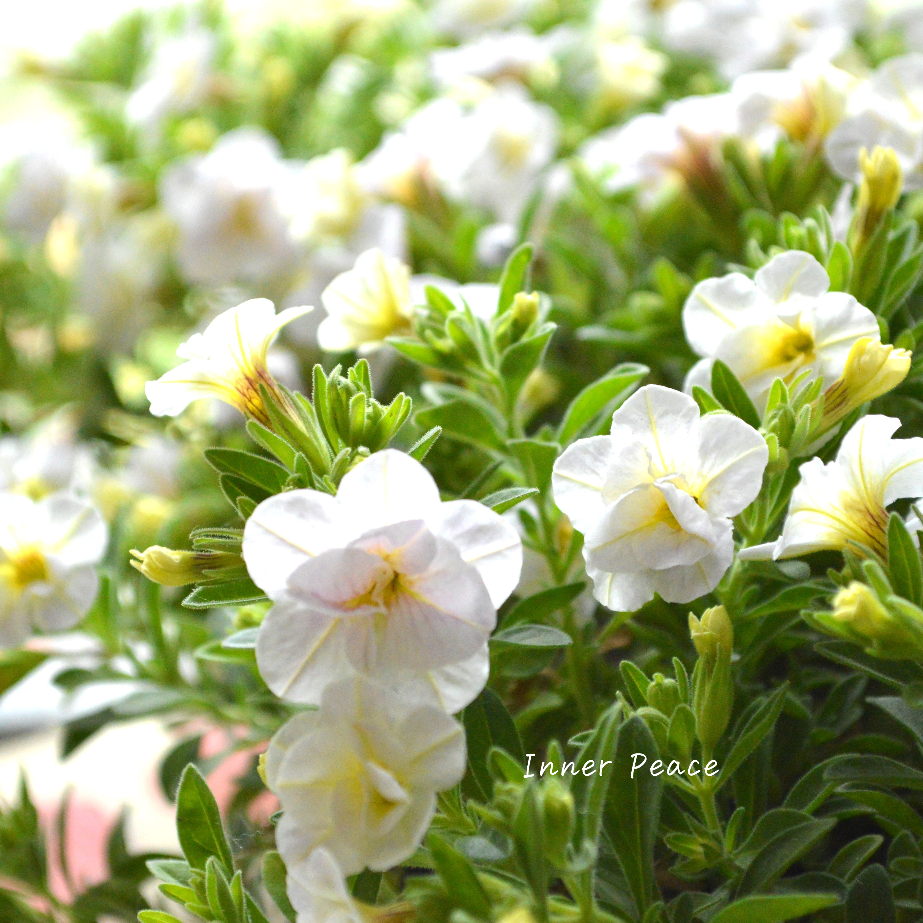 【ゲブラさん】Sale! カリブラコア 『スノープリンセス』 3.5寸POT