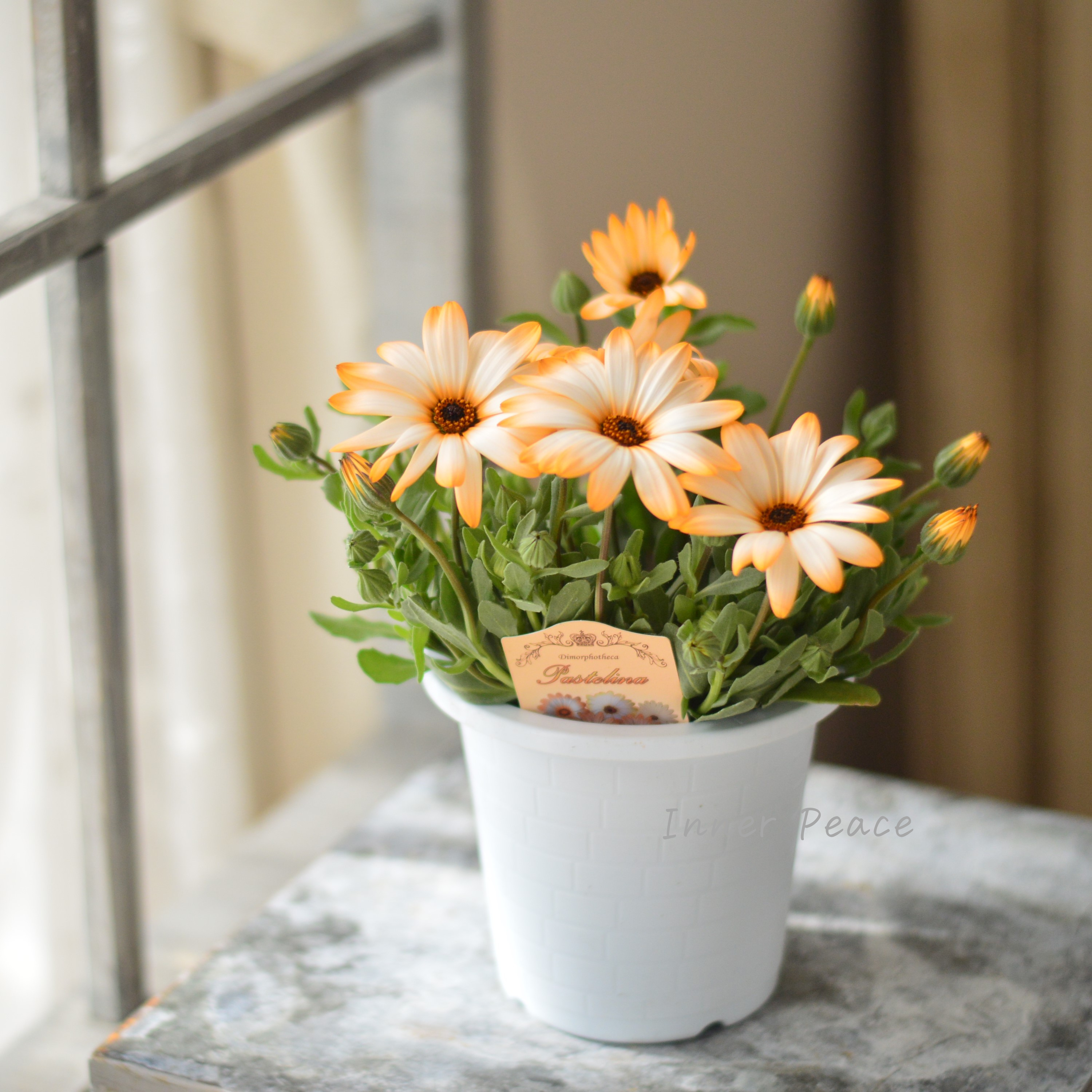 【春色】 ディモルフォセカ 『パステリーナ・オレンジ系』 4寸プラ鉢