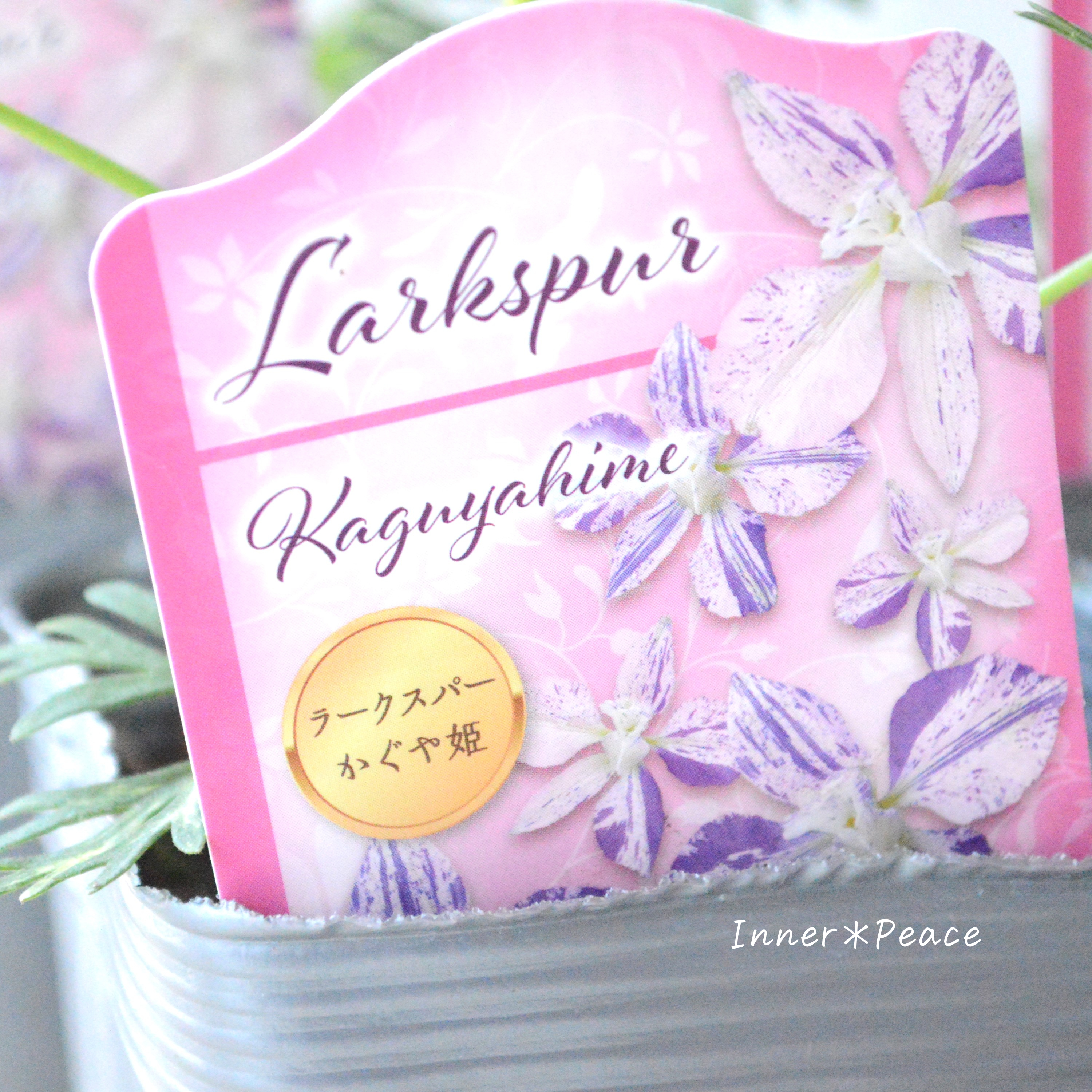 【希少】 見元園芸さん ラークスパー 『かぐや姫』 3.5寸POT