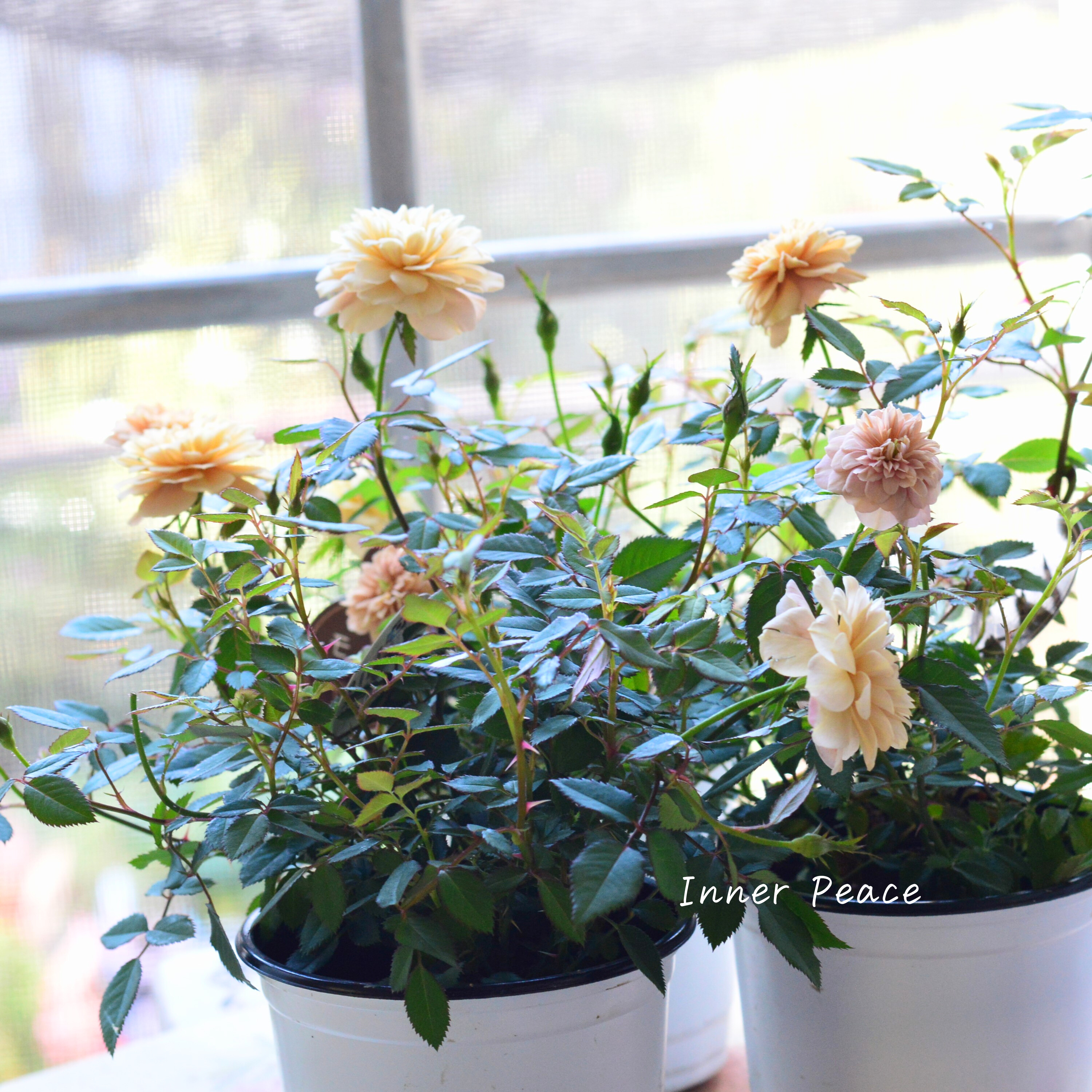 【アンティーク】 ミニ薔薇 『モカ』 3.5寸POT