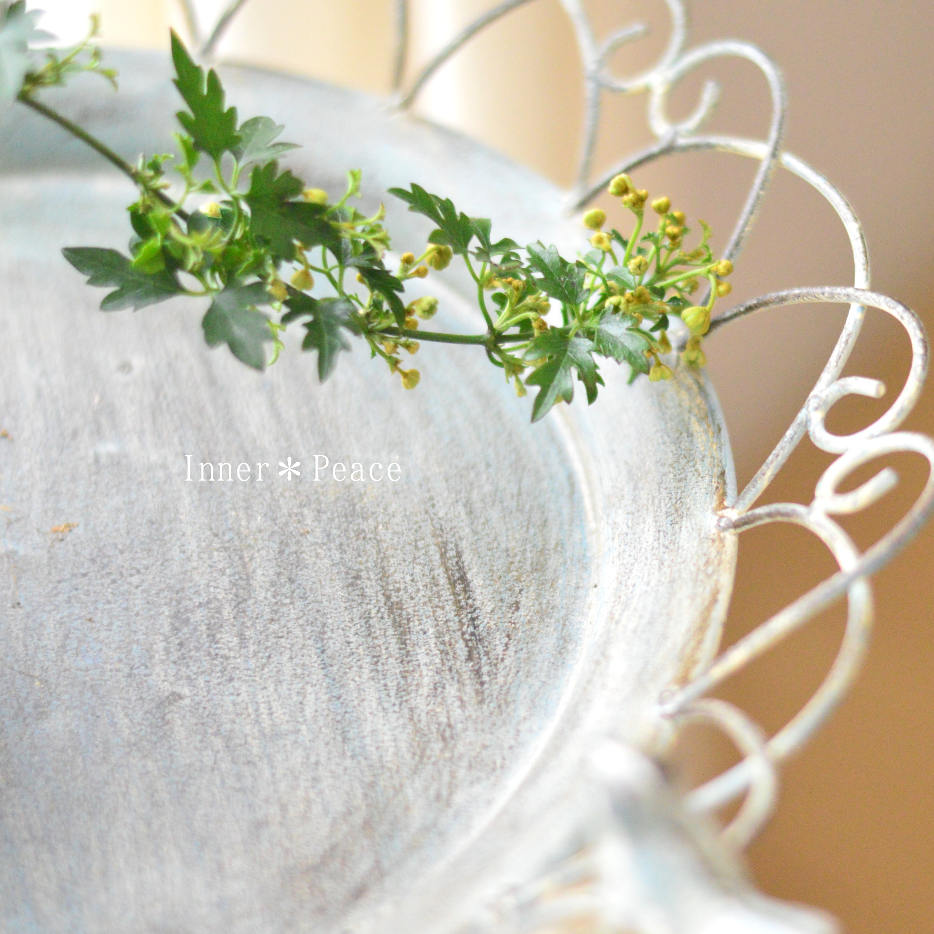 【常緑】 クレマチス 『フレグラントオベロン』 3寸POT