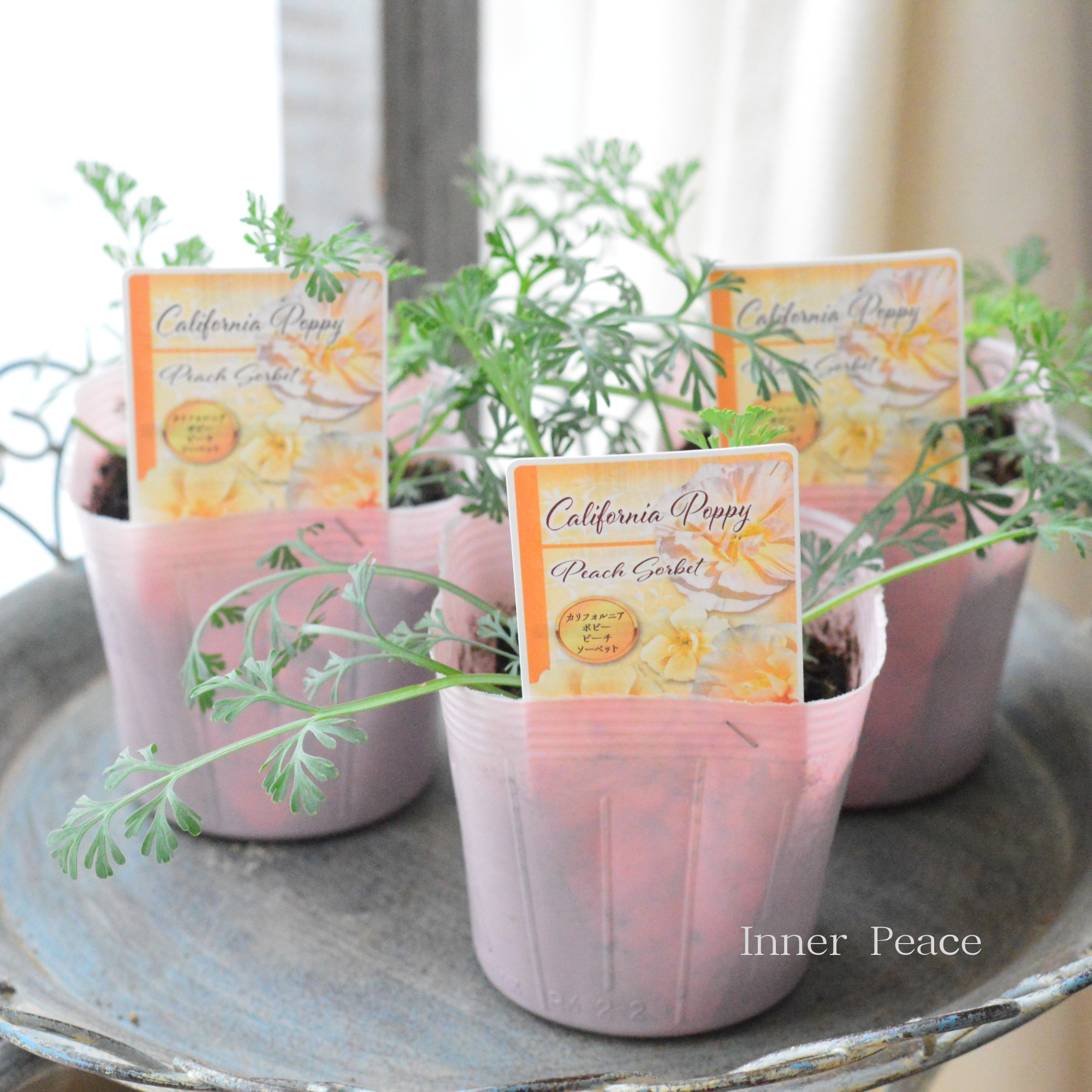 【見元さん】 ポピー 『ピーチソーベット』 植え込み用 3寸POT