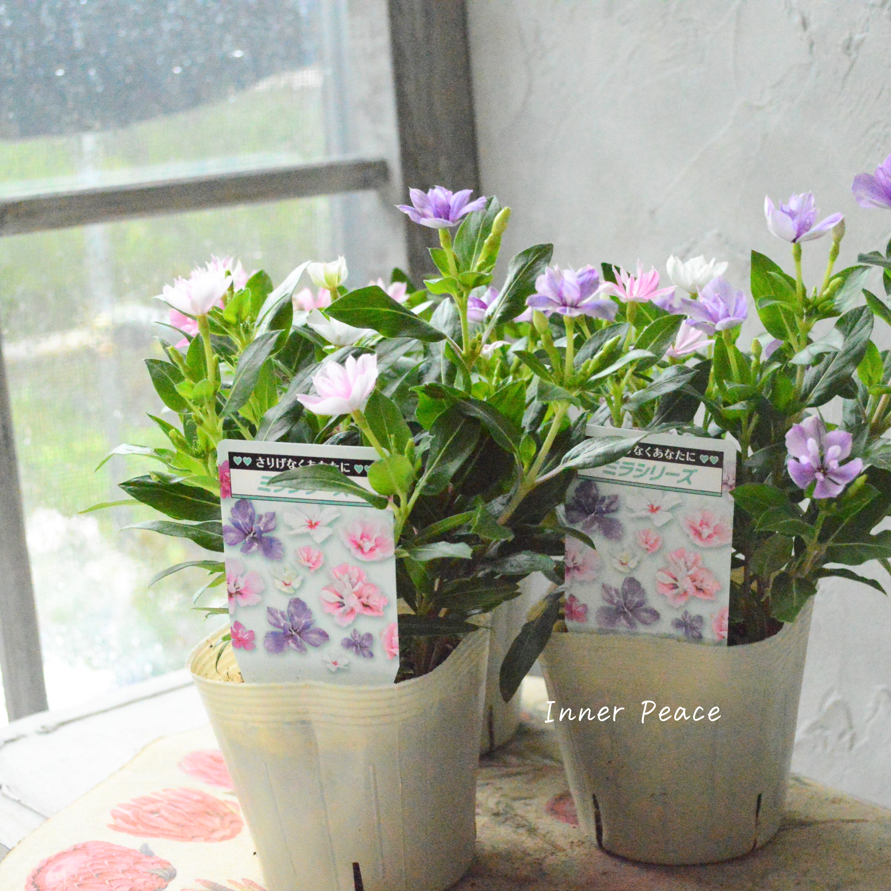 【北島園芸さん】 ニチニチソウ・ミックス植え 『ミラミックス』 3.5寸POT