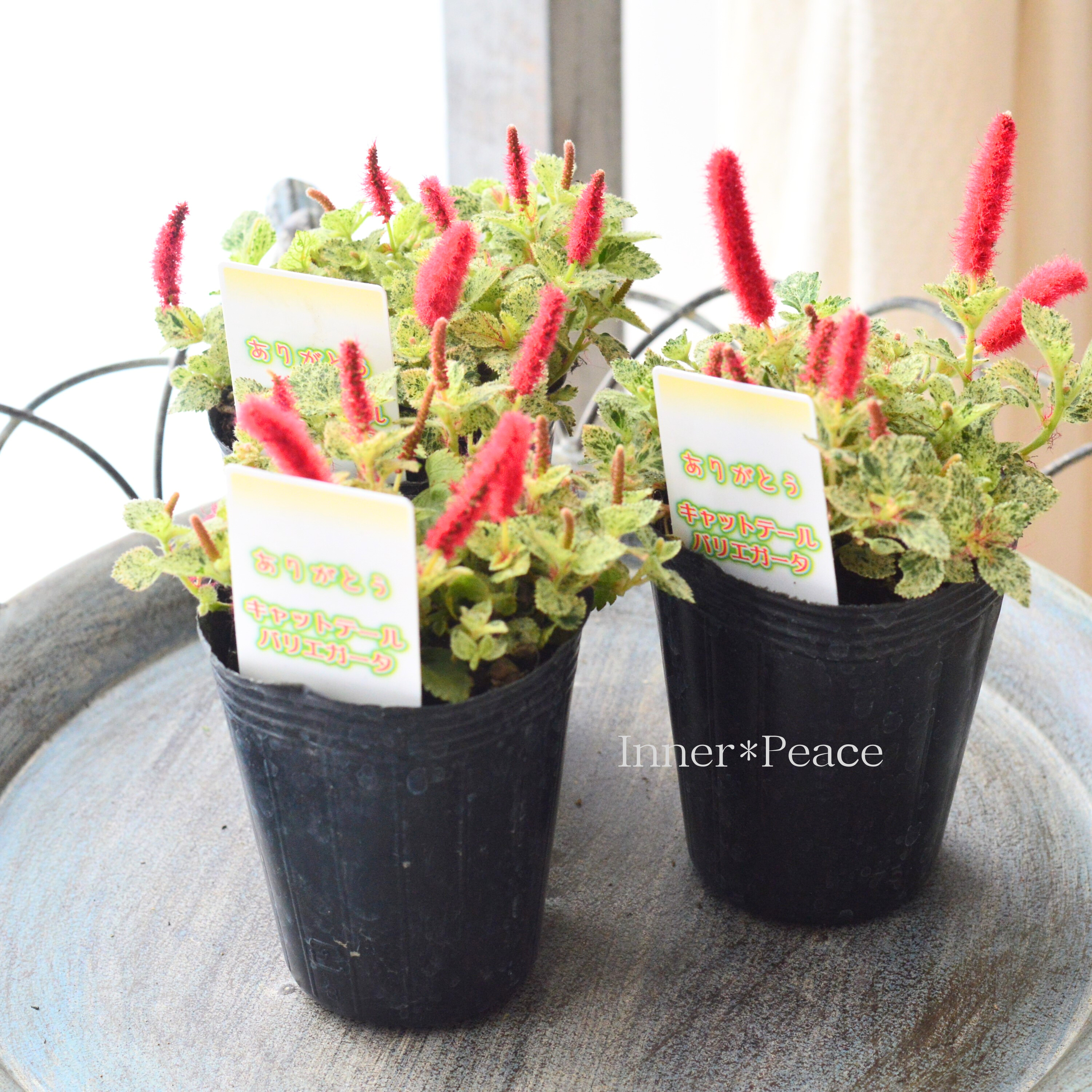 【斑入り】キャットテール 『バリエガータ』 2.5寸POT