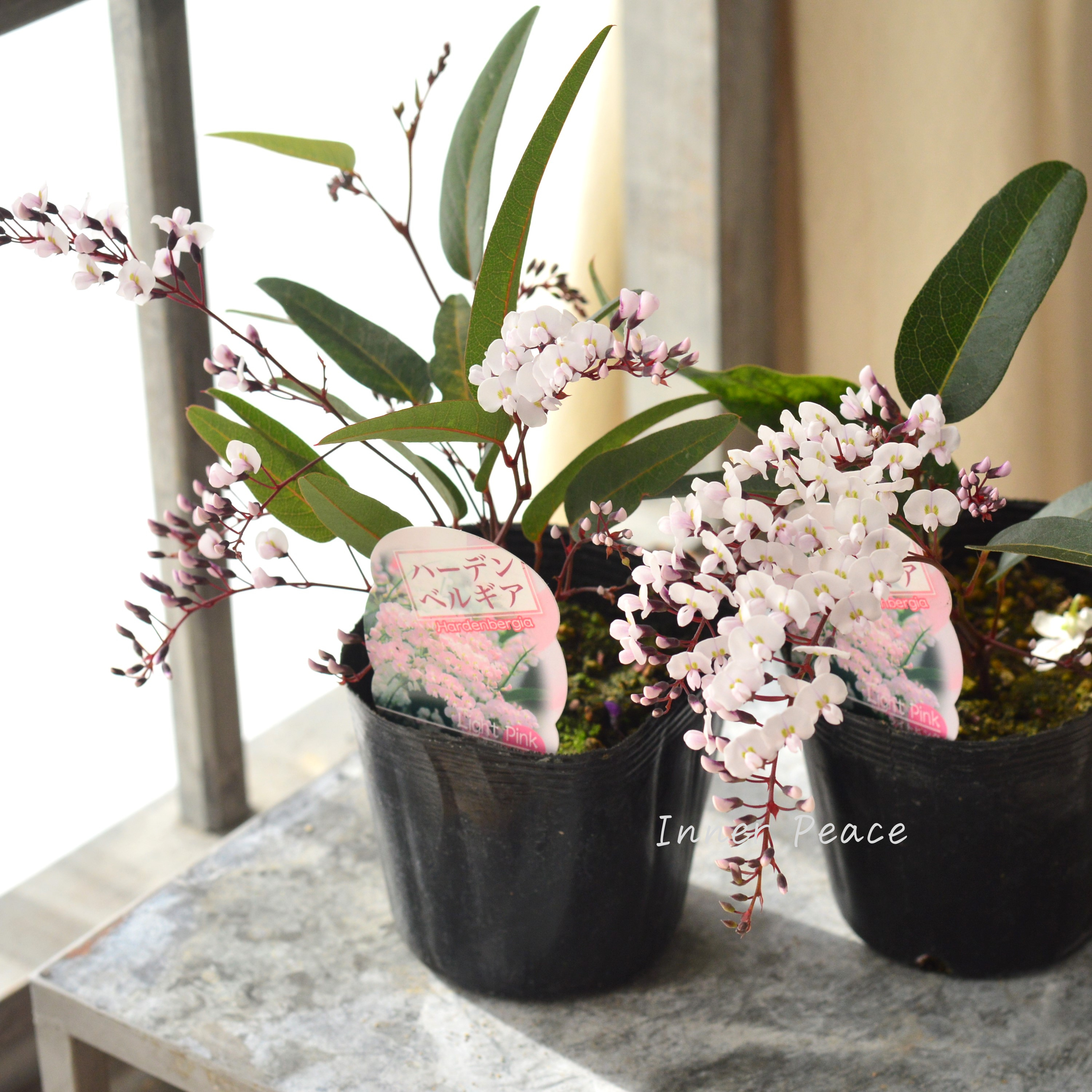 【美しい】 ハーデンベルギア 『ライトピンク』 3.5寸POT