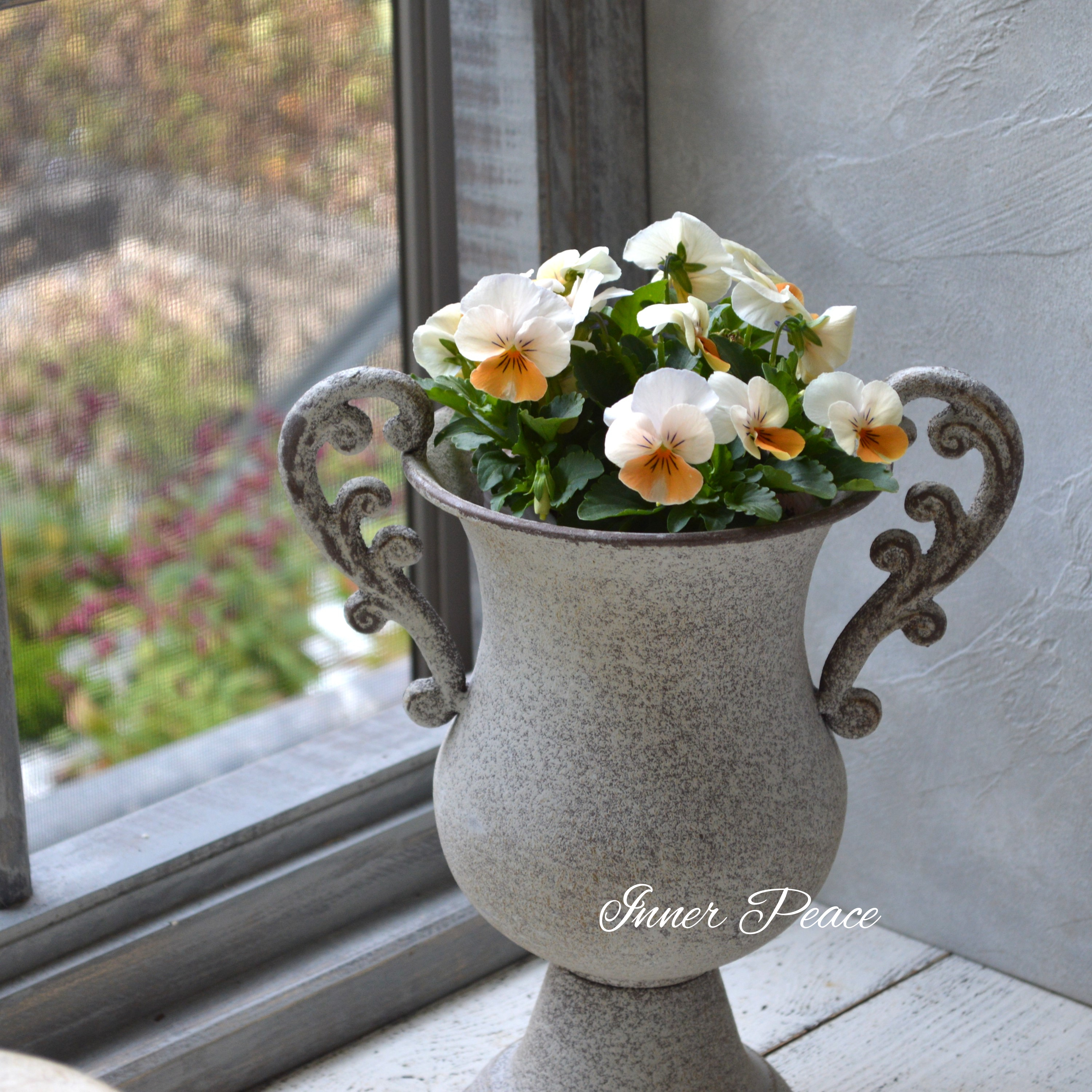 【かわいい】 ビオラ 『アイボリーオレンジ』 3.5寸POT