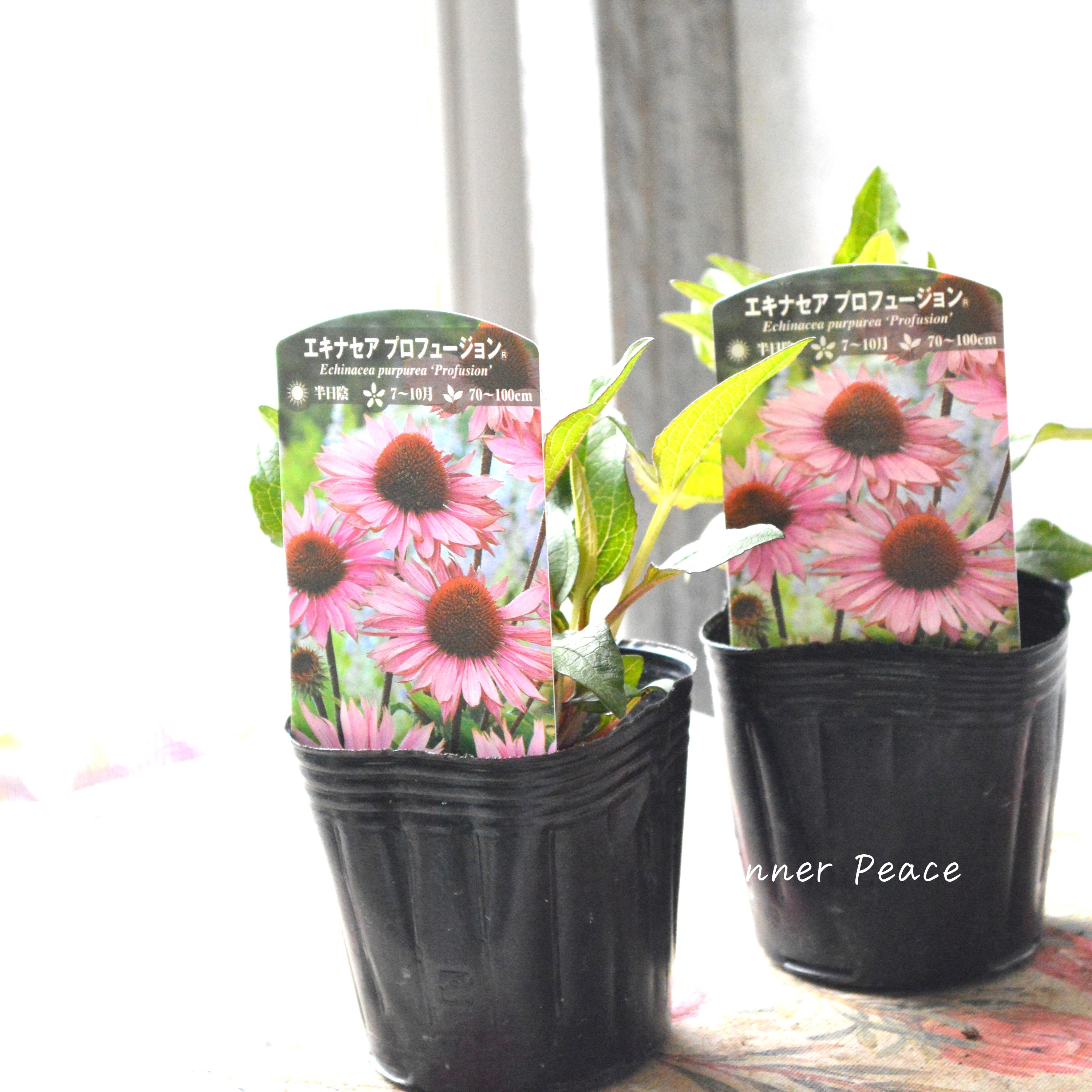 【暑さ寒さに強い】 エキナセア 『プロフュージョン』植え込み用 3寸POT