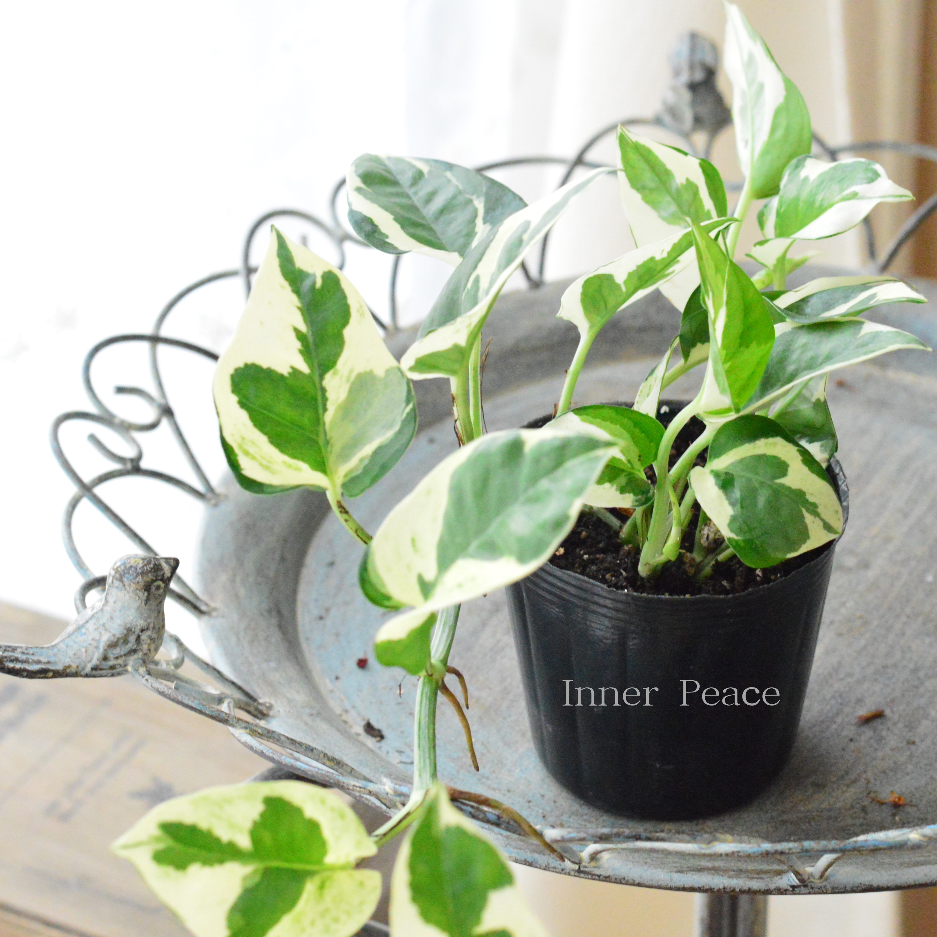 【観葉植物】 ポトス 『エンジョイ・ロング』 3寸POT