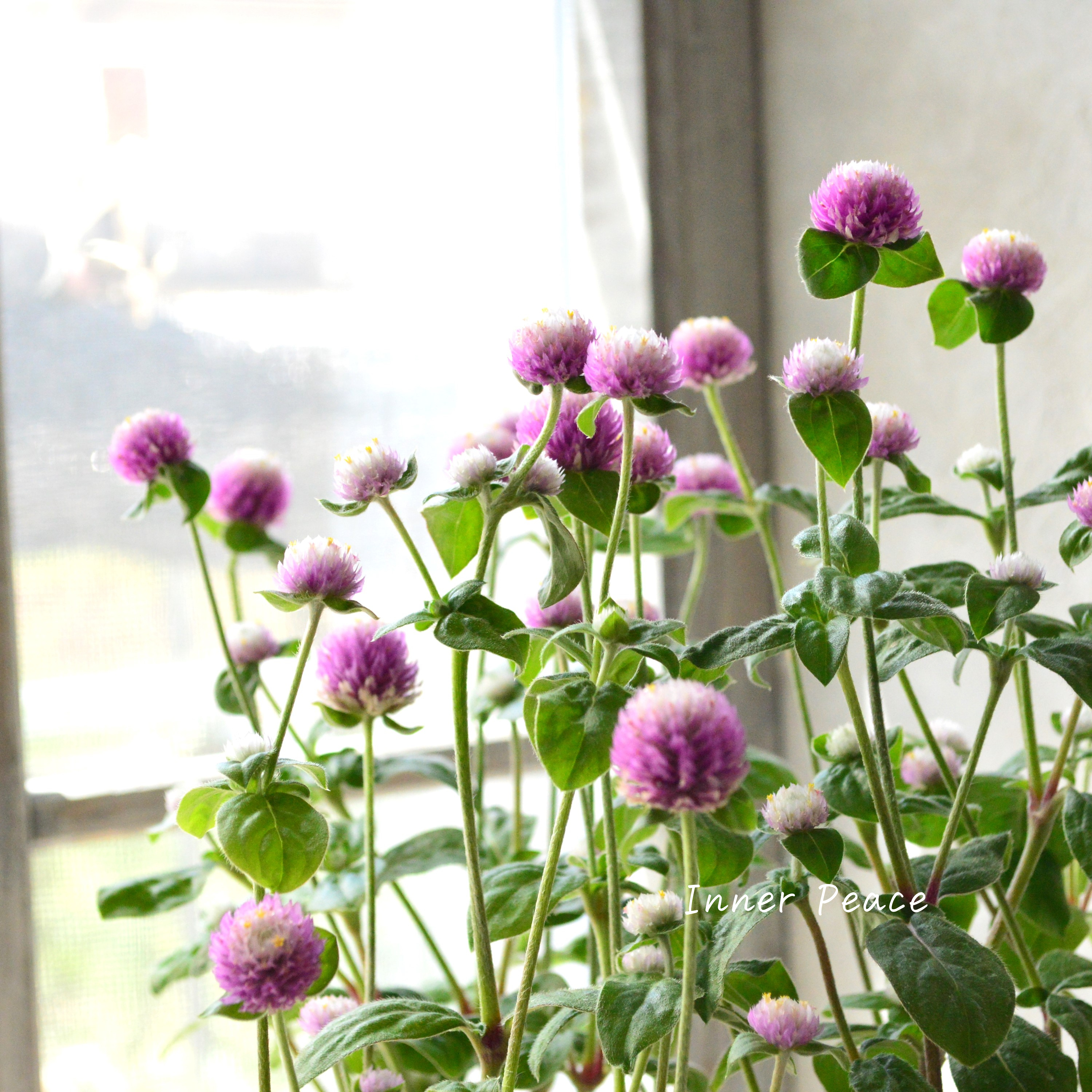 【暑さに強い】 千日紅 『キャンディキャンディ・ピンク』 3寸POT