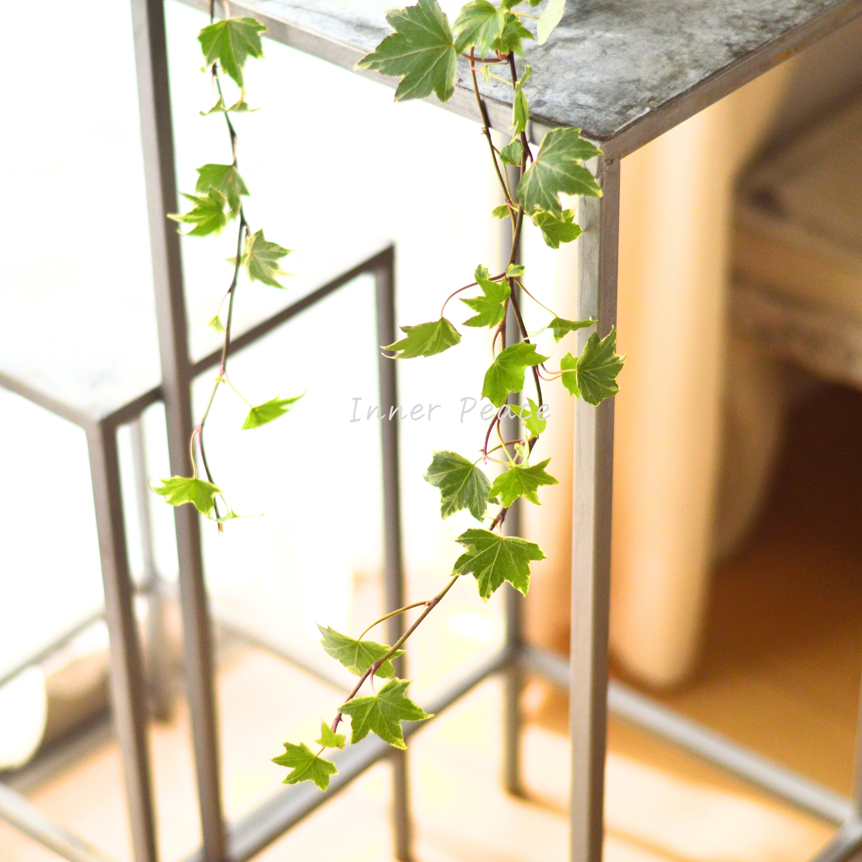 【寄せ植えに】 ヘデラ ヘリックス 『ホワイトリップル』 3寸POT