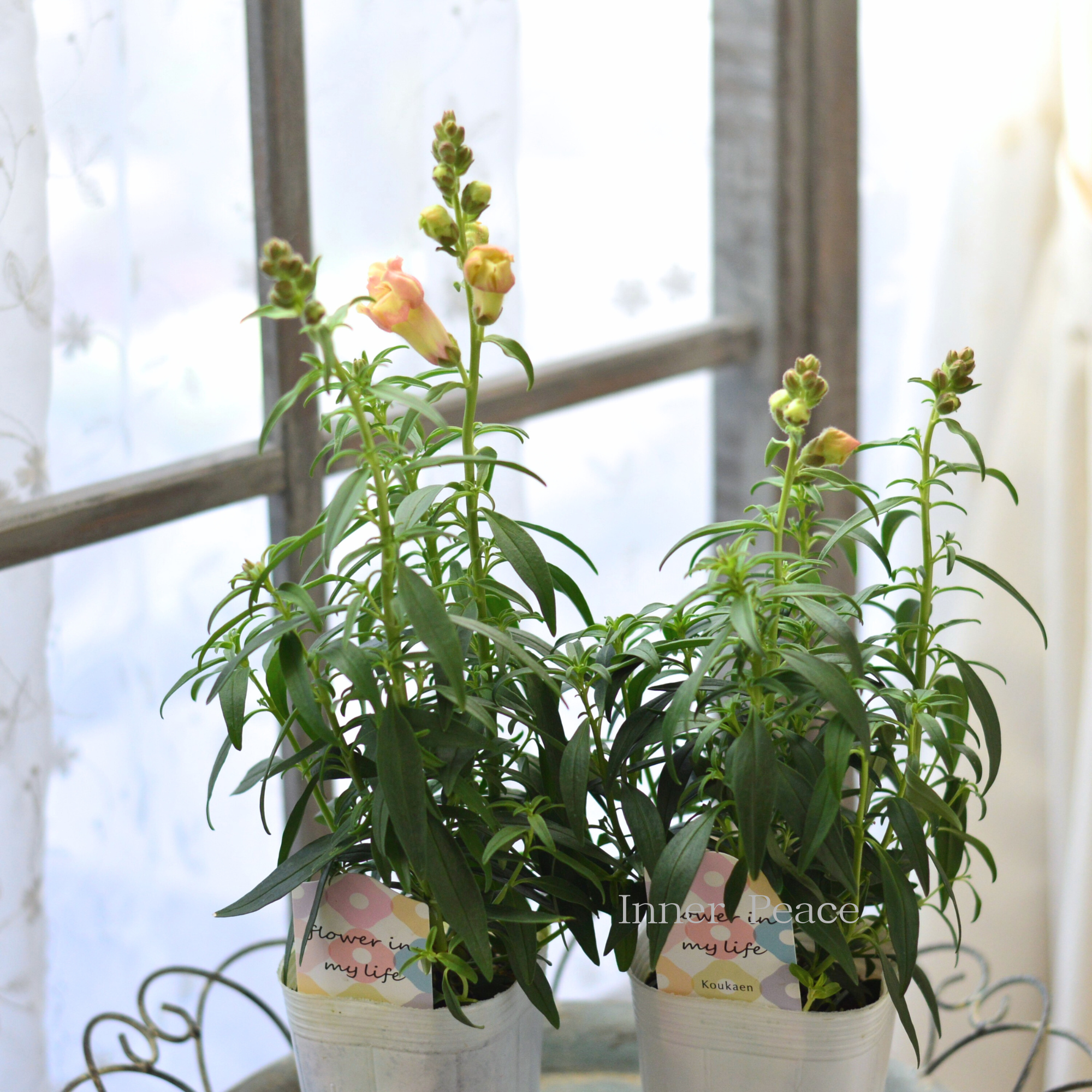 【かわいい】 キンギョソウ・トゥイニー 『ピーチ』 3寸ロングPOT