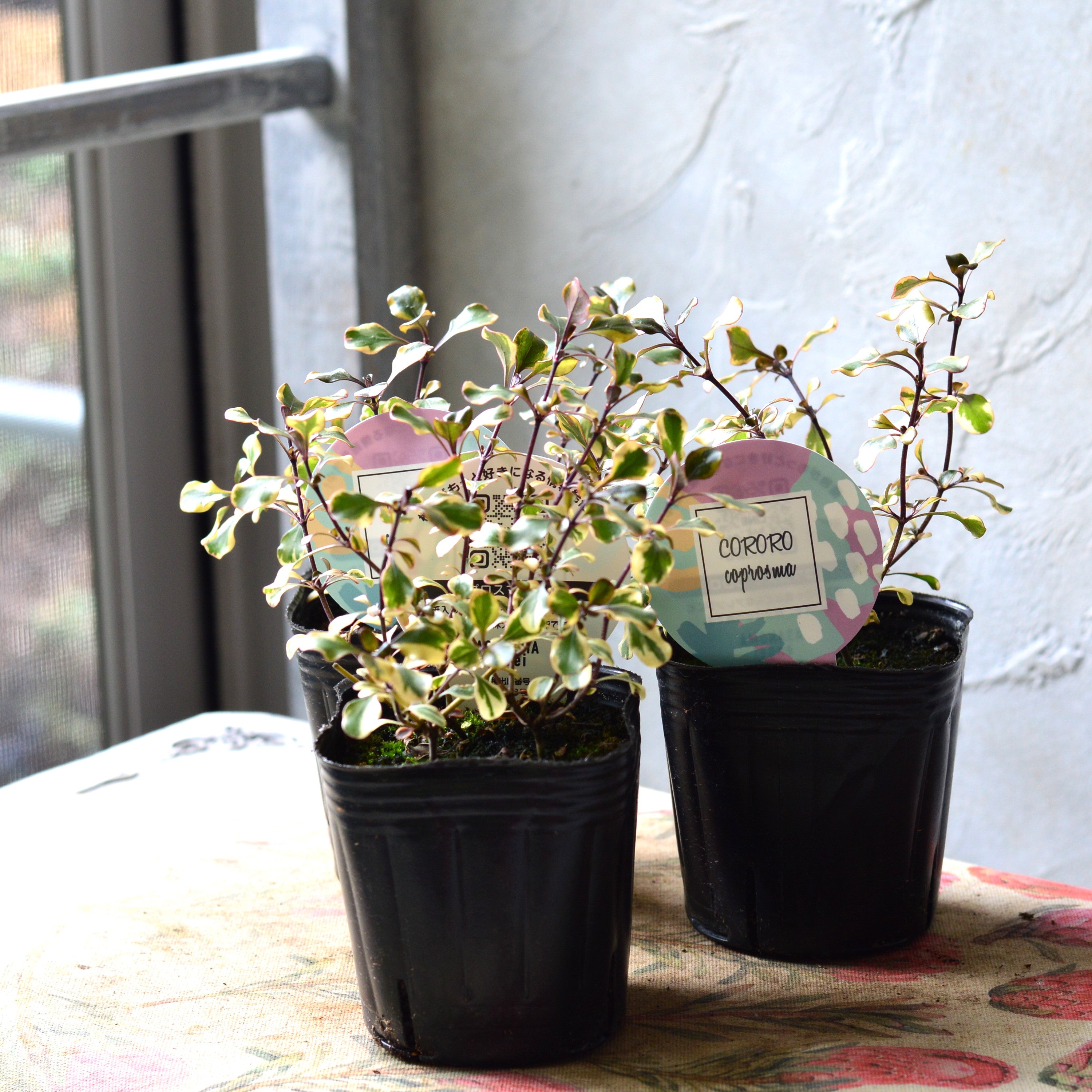 【2分割できる】 コプロスマ 『コロロ』 3寸POT