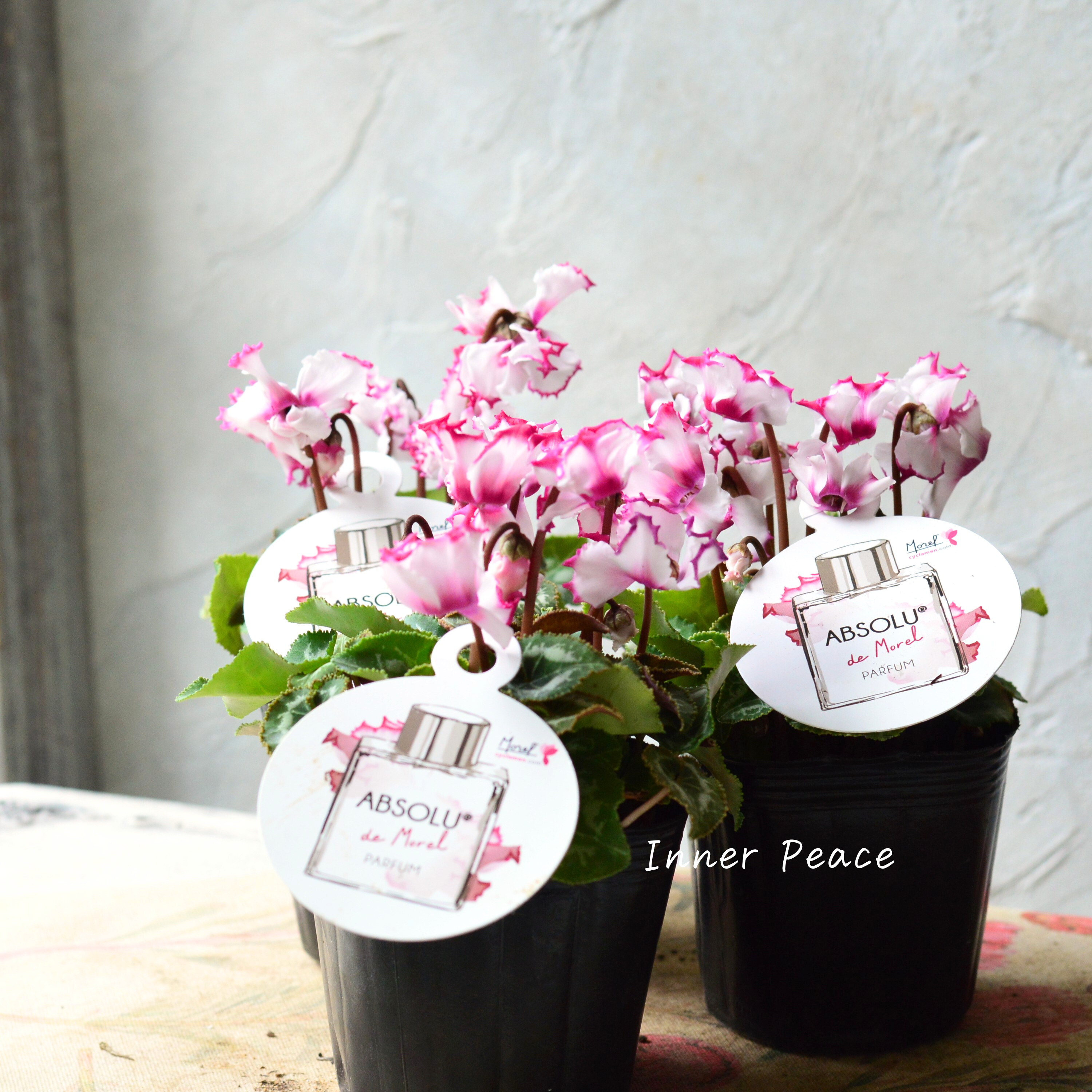 【芳香】 ガーデンシクラメン 『アブソルドゥモレル』 3寸POT