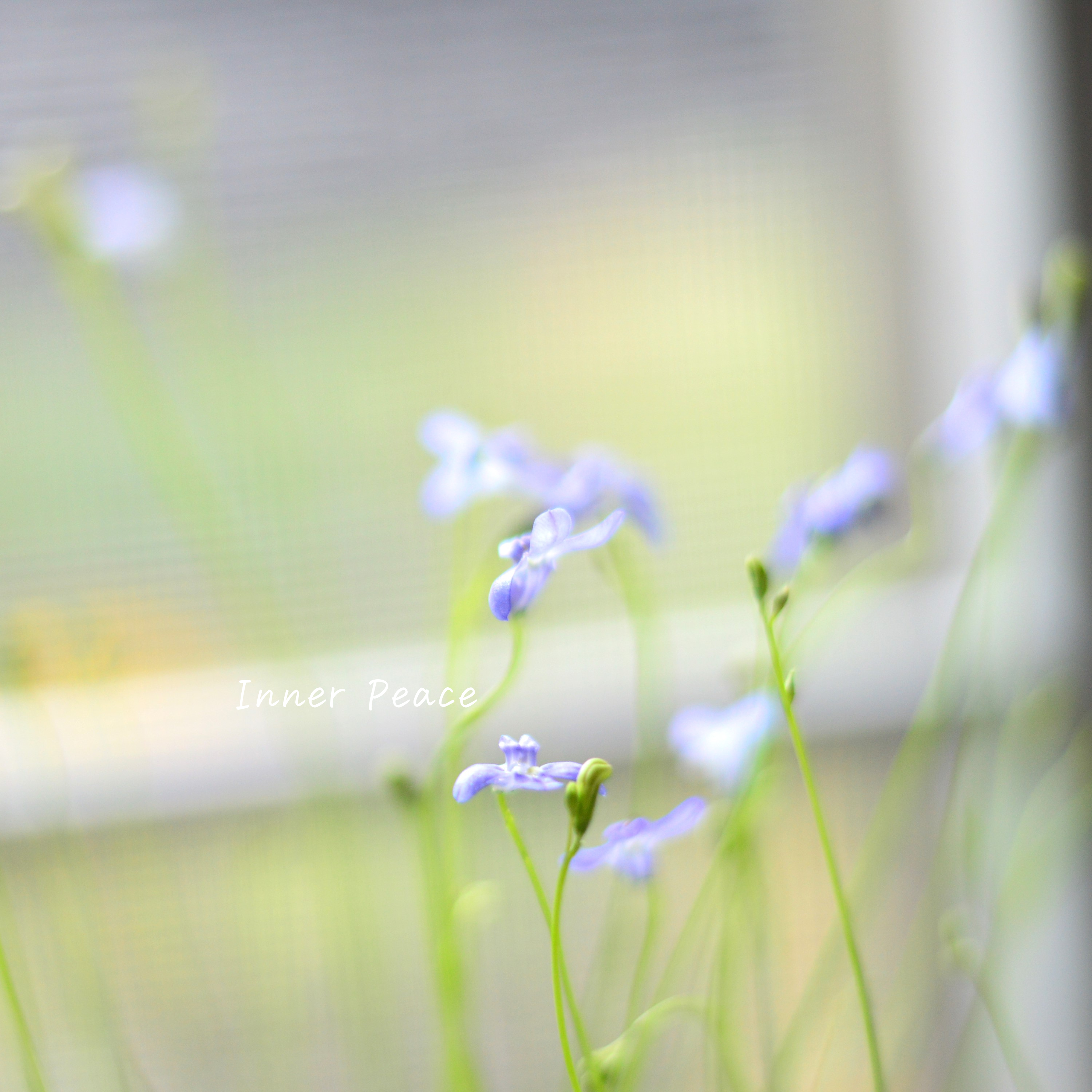 【開花期が長い】 ロベリア 『パラシオンブルー』 3寸POT