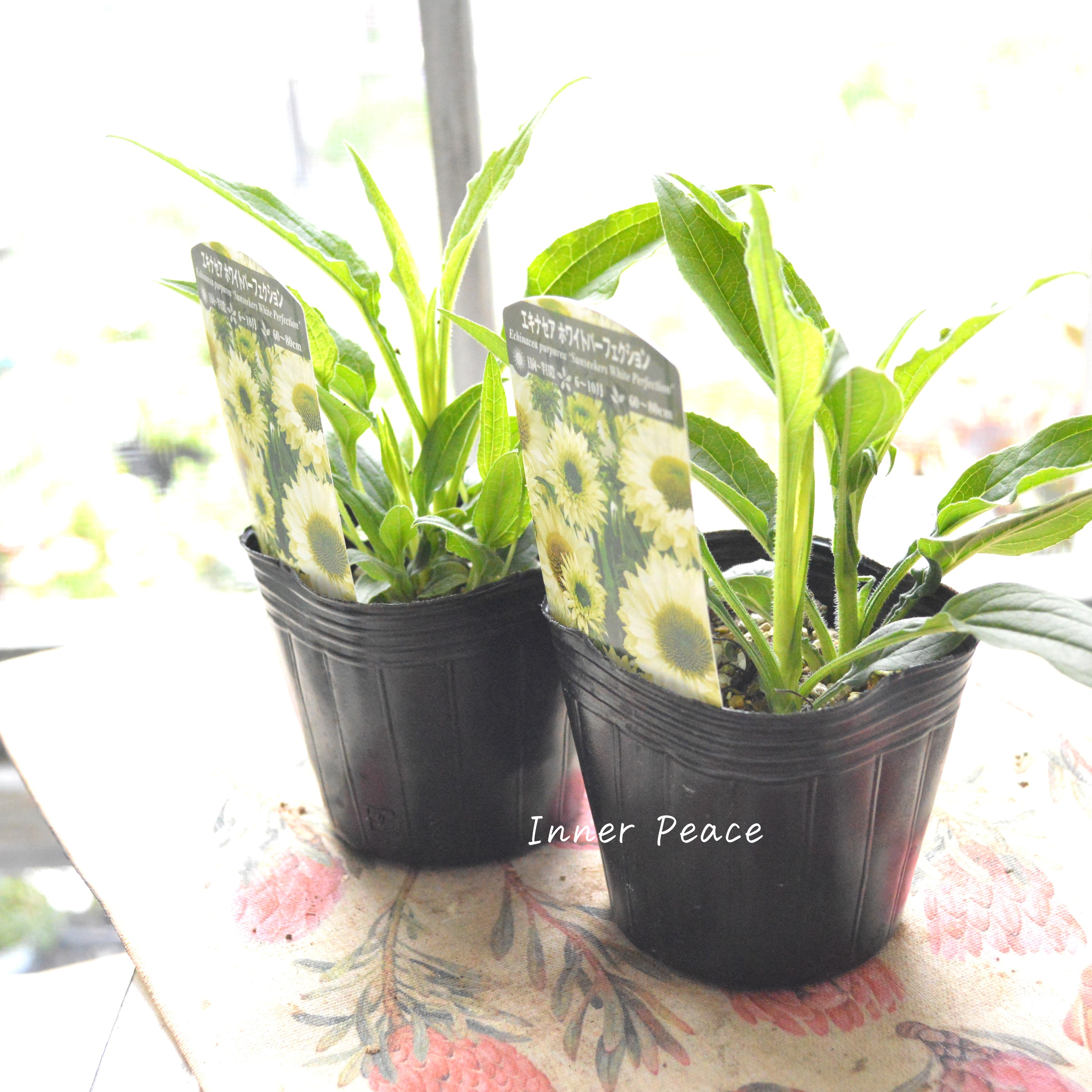 【暑さ寒さに強い】 エキナセア 『ホワイトパーフェクション』植え込み用 3寸POT
