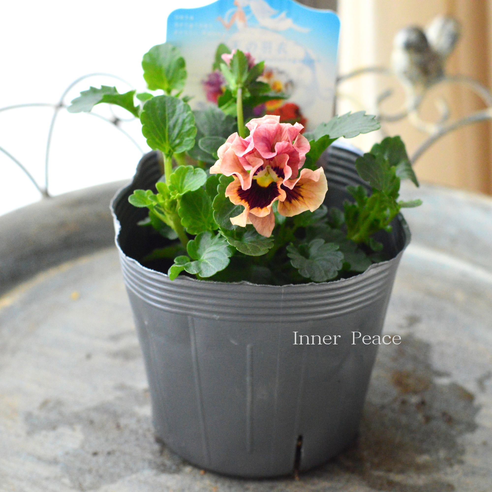 【うえたさん育種】 ミニパンジー 『天の羽衣・アプリコット系』 3.5寸POT