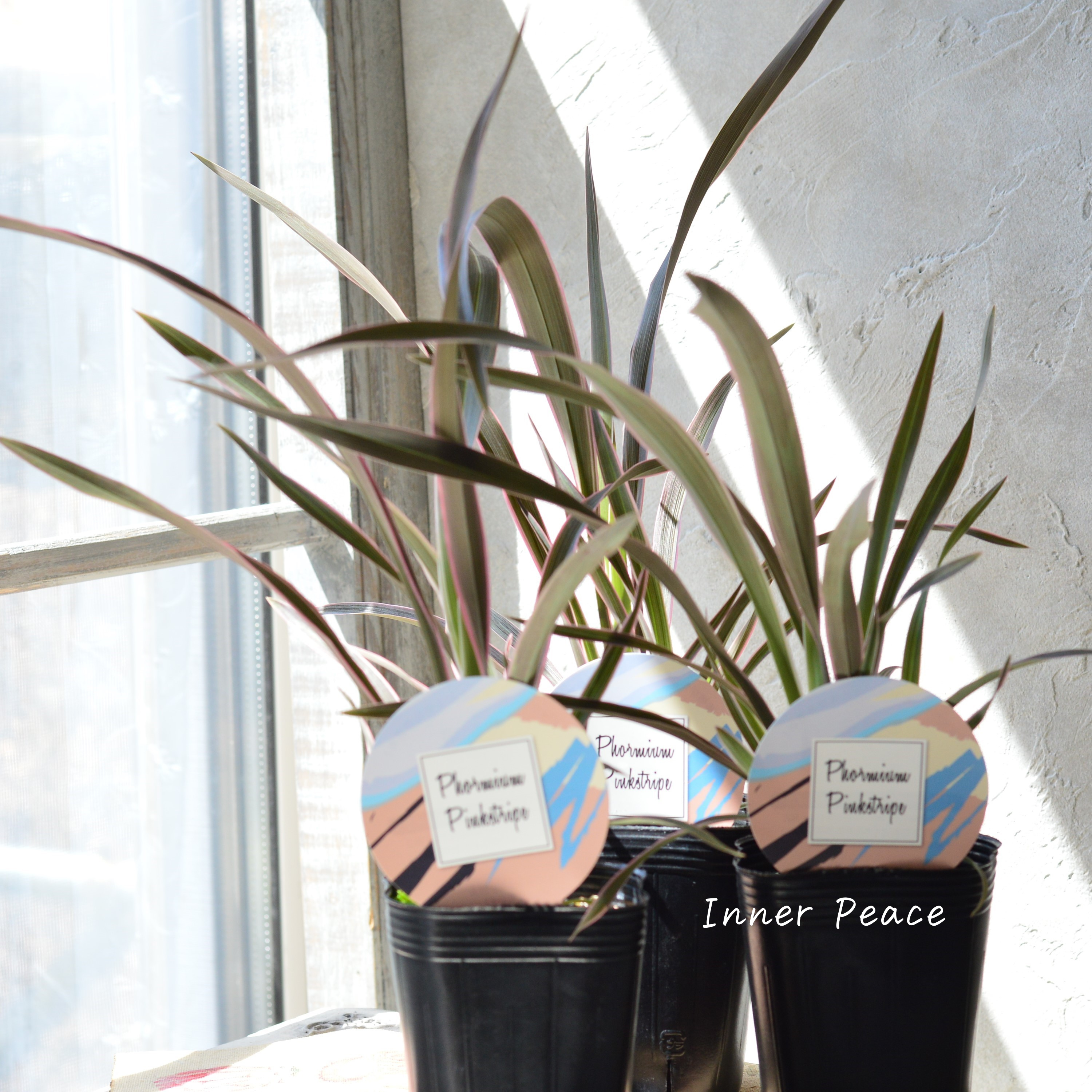 【人気】 ニューサイラン 『ピンクストライプ』 3寸ロングPOT