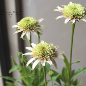 【暑さ寒さに強い】 エキナセア 『チェリーフラフ』開花見込み株 3.5寸POT