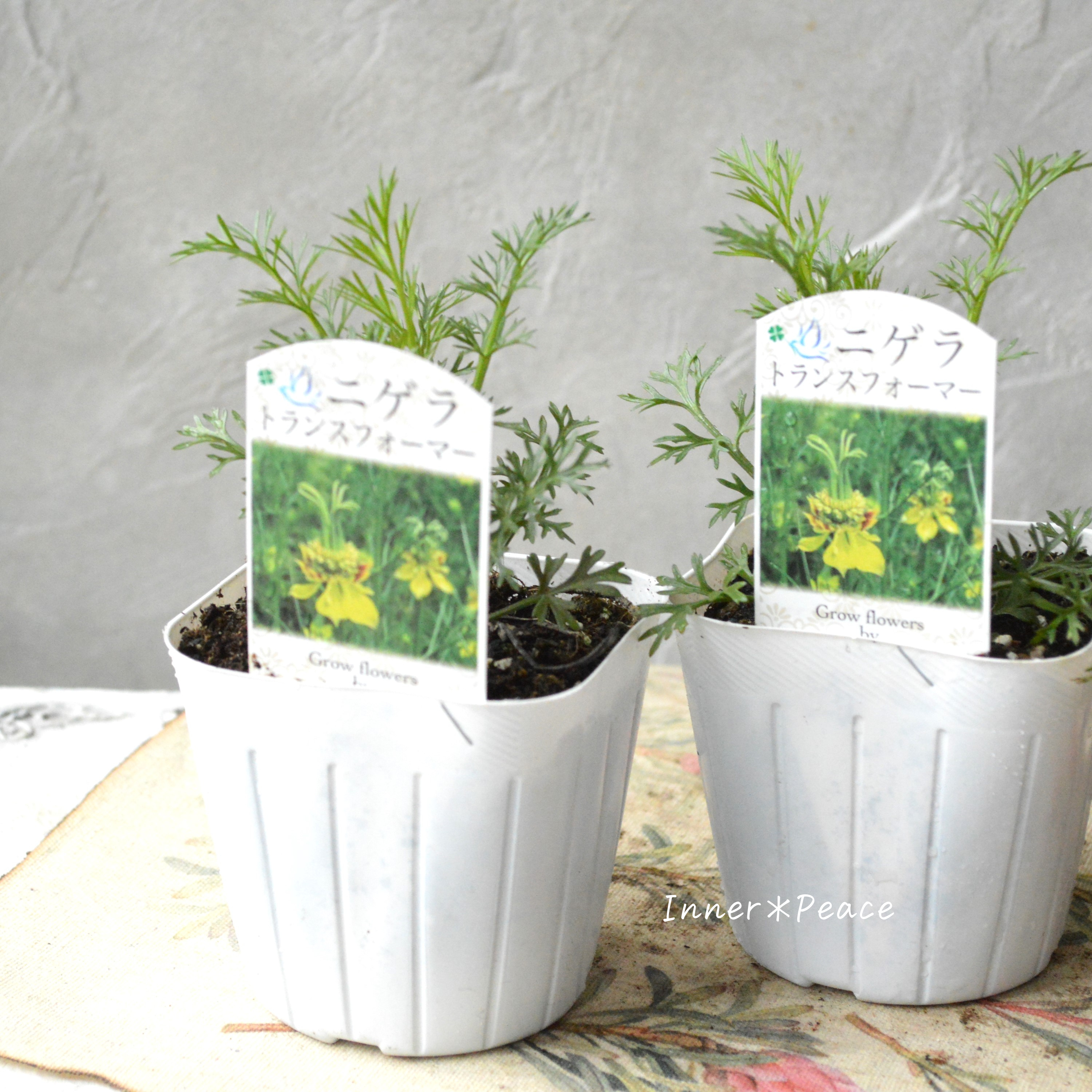 【オシャレ】 ニゲラ 『トランスフォーマー』植え込み用 3寸POT